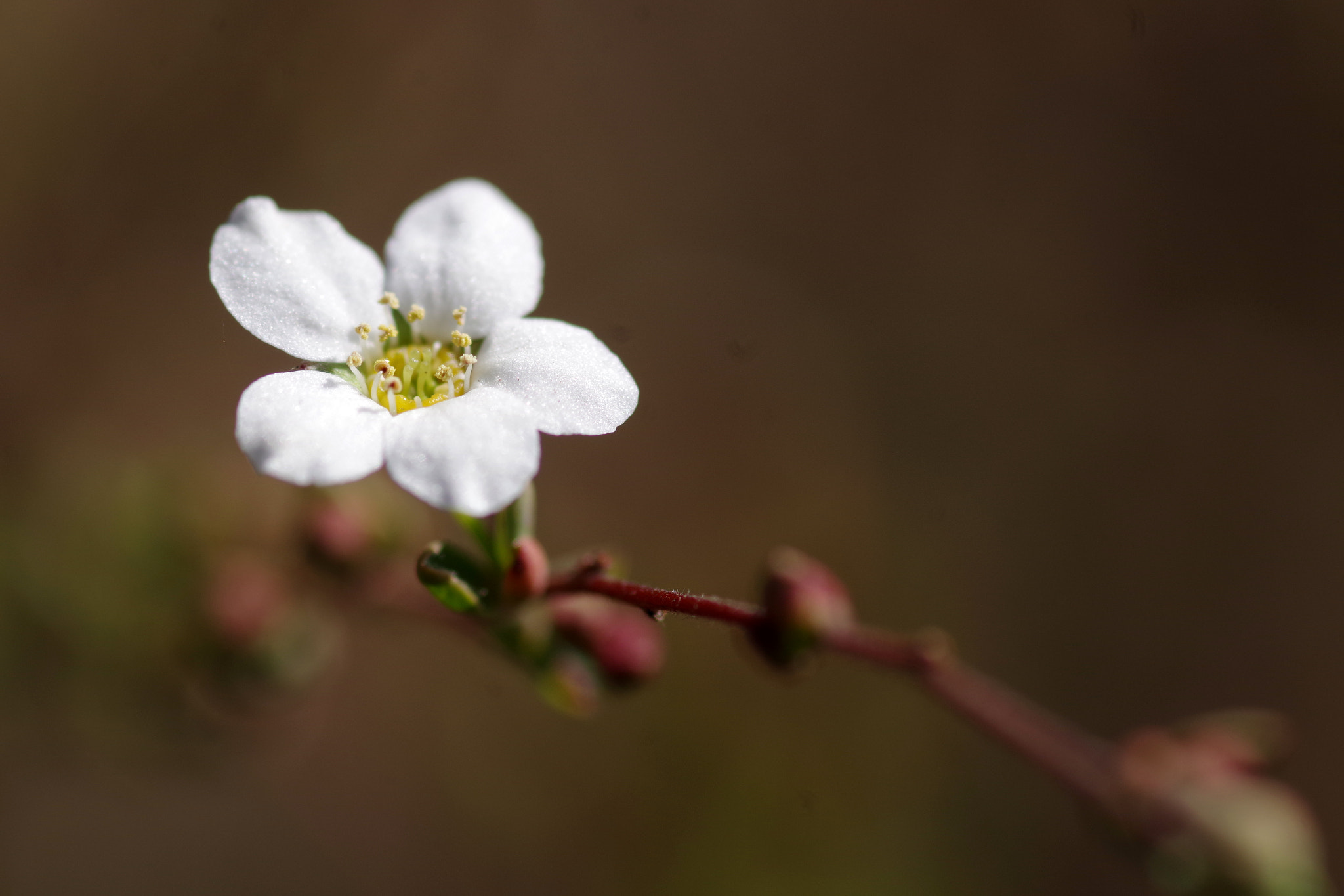 Pentax smc D-FA 100mm F2.8 Macro WR sample photo. Spiraea thunbergii (雪柳) 2017-1 photography