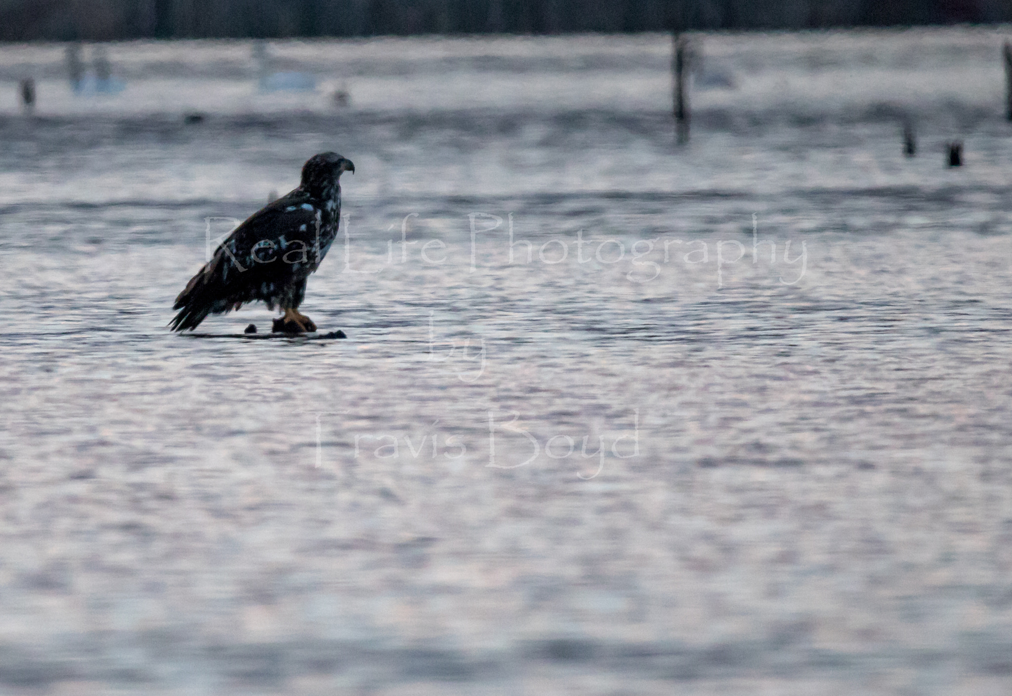 150-600mm F5-6.3 DG OS HSM | Sports 014 sample photo. Taking a break photography