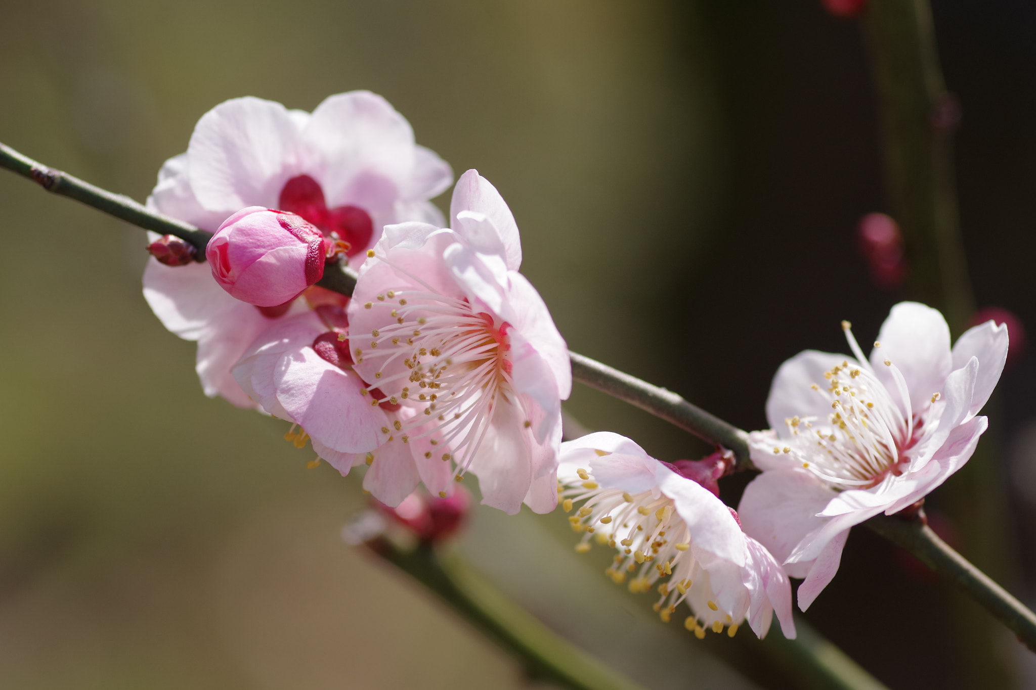 Pentax K-S2 sample photo. Ume (無類絞り) 2017-1 photography