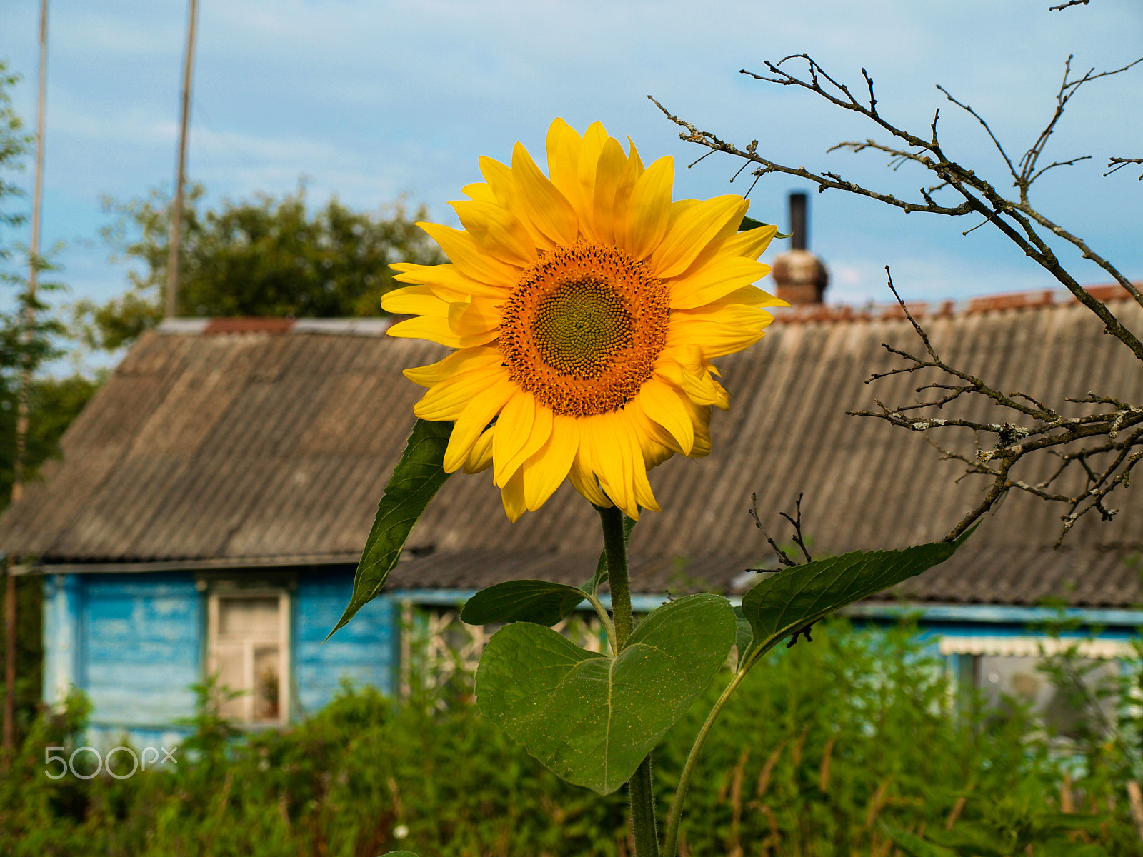 Olympus E-450 (EVOLT E-450) + OLYMPUS 14-42mm Lens sample photo. Sunflower photography