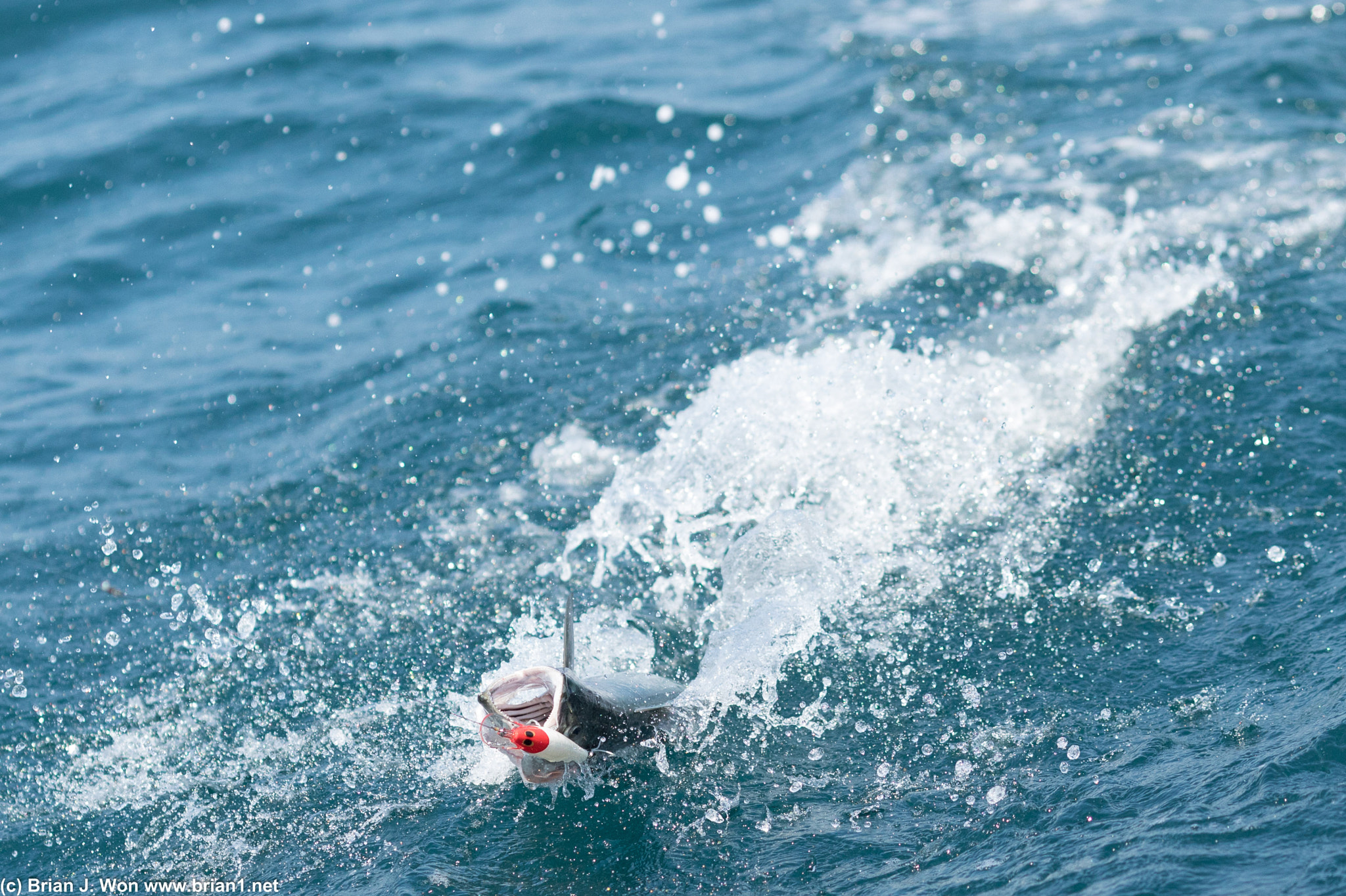 Canon EOS 5D Mark IV + Canon EF 135mm F2L USM sample photo. Caught a wahoo! photography