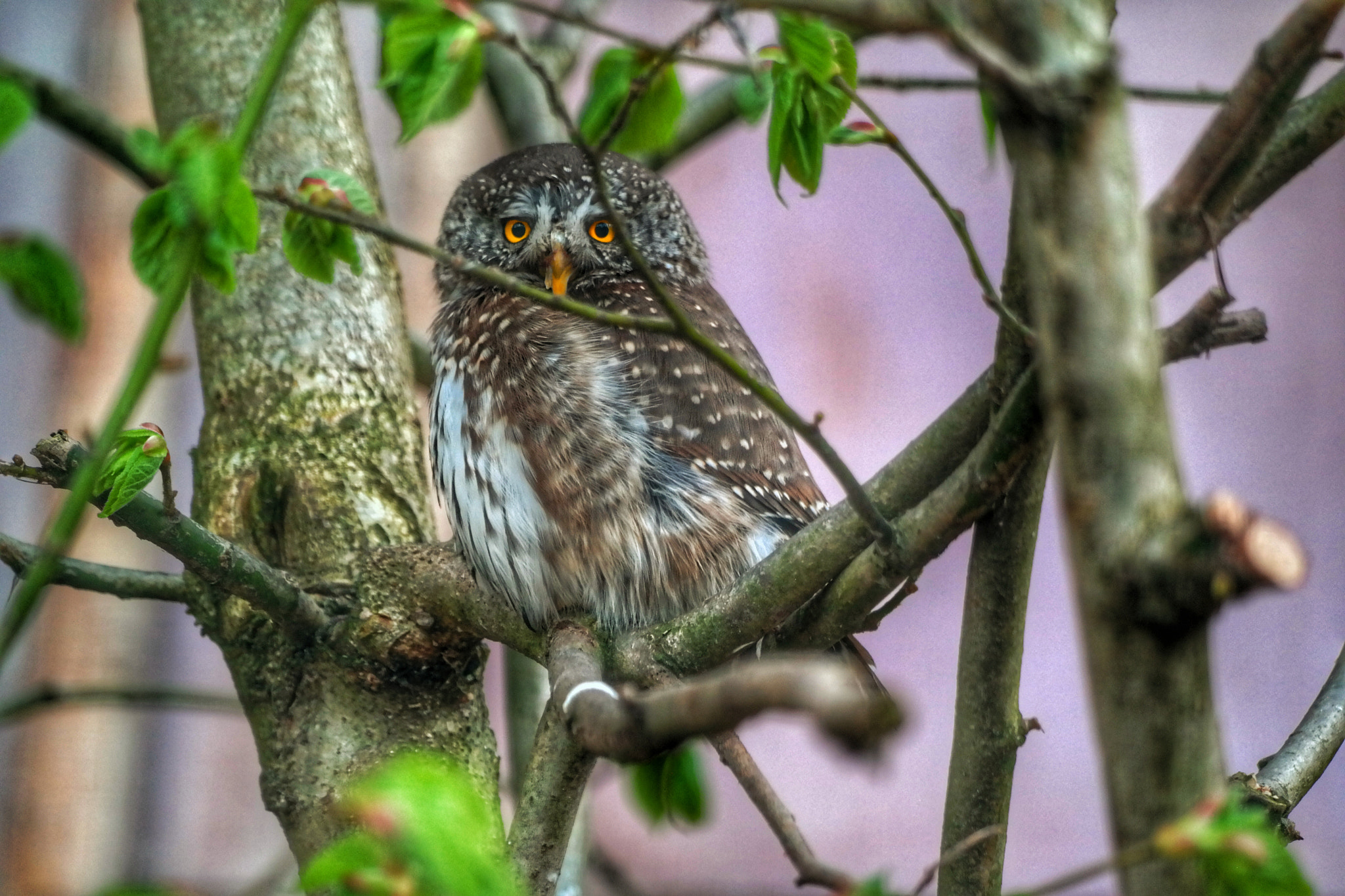 Samsung NX300M sample photo. Waldkautz photography