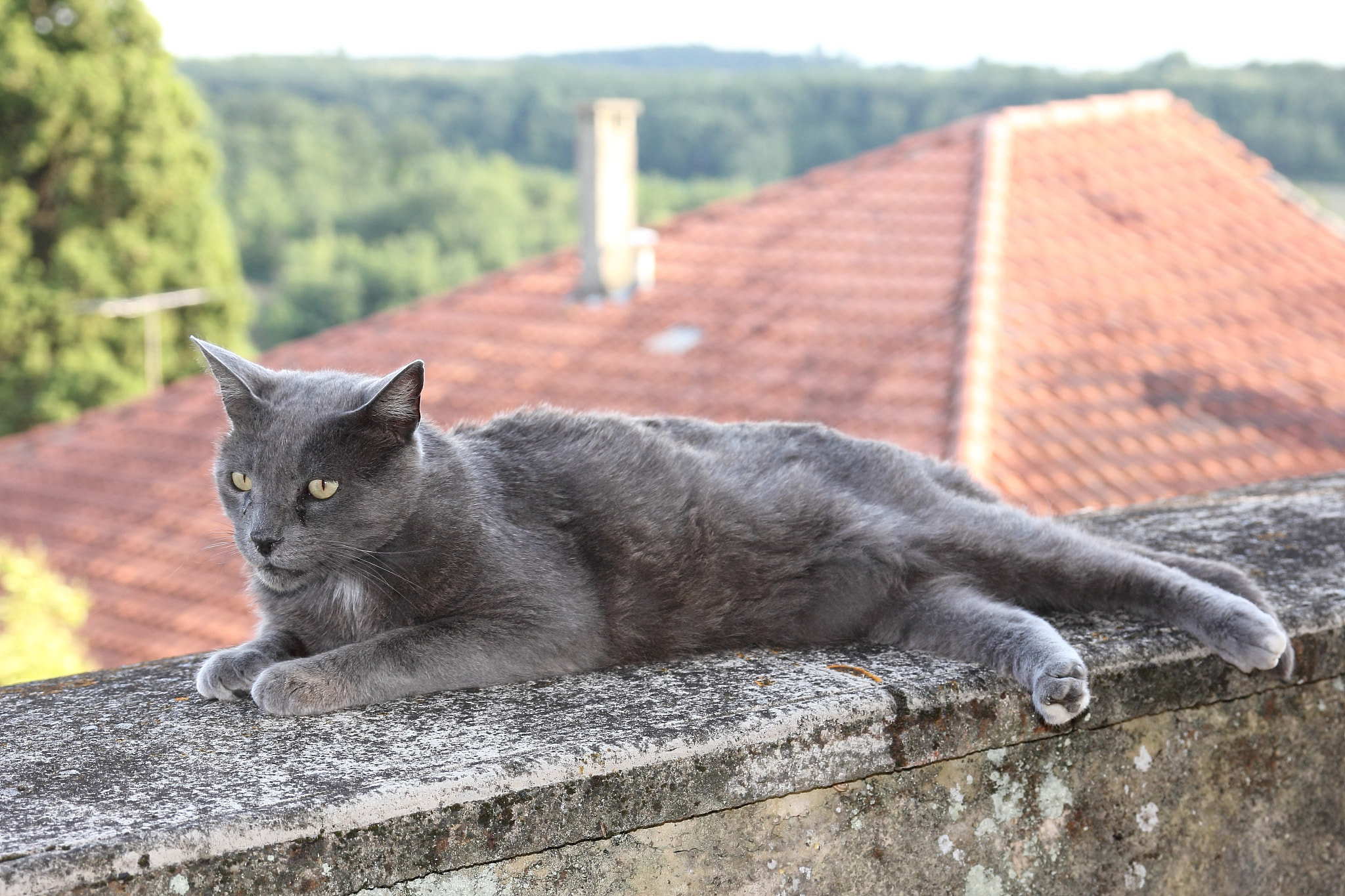 Canon EOS 60D sample photo. Chat sur muret photography