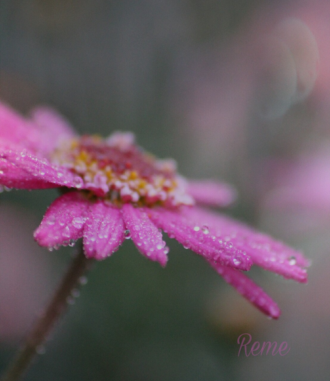 Sigma 70-300mm F4-5.6 APO DG Macro sample photo. Flor  photography