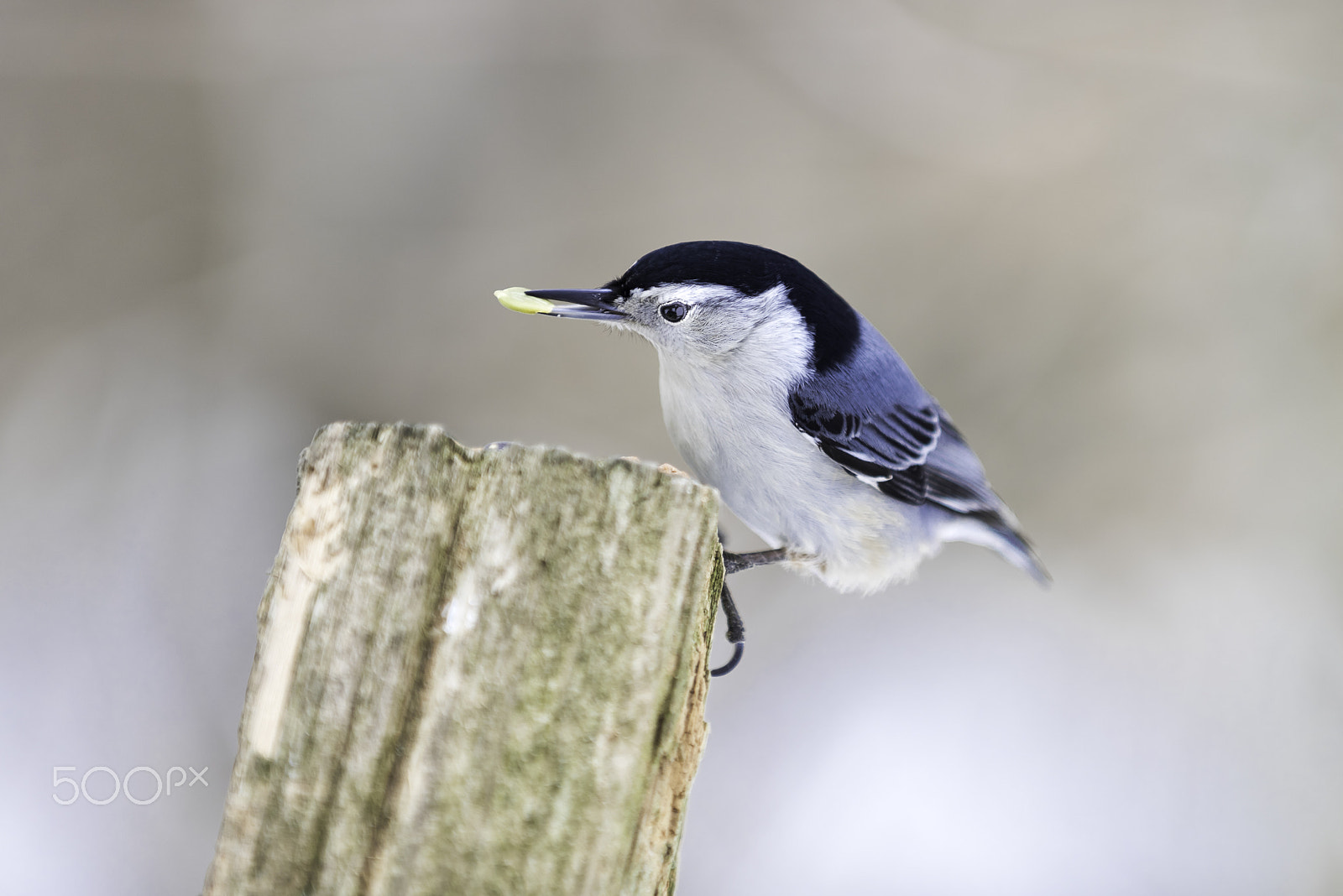 Nikon D810 sample photo. Cgs_nuthatch photography