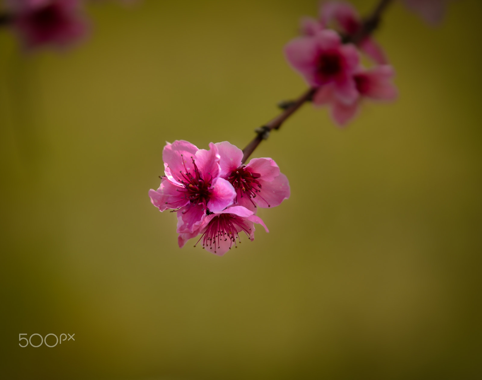 Nikon AF-S Nikkor 70-200mm F2.8G ED VR II sample photo. Spring smell photography
