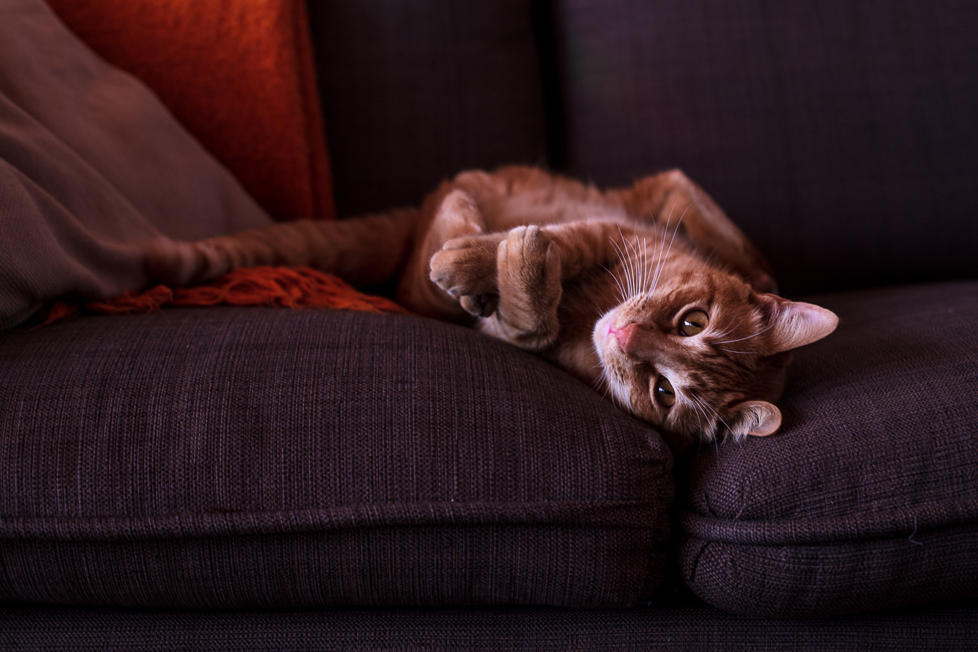 Canon EOS 5DS + Canon EF 50mm F1.4 USM sample photo. Mel photography