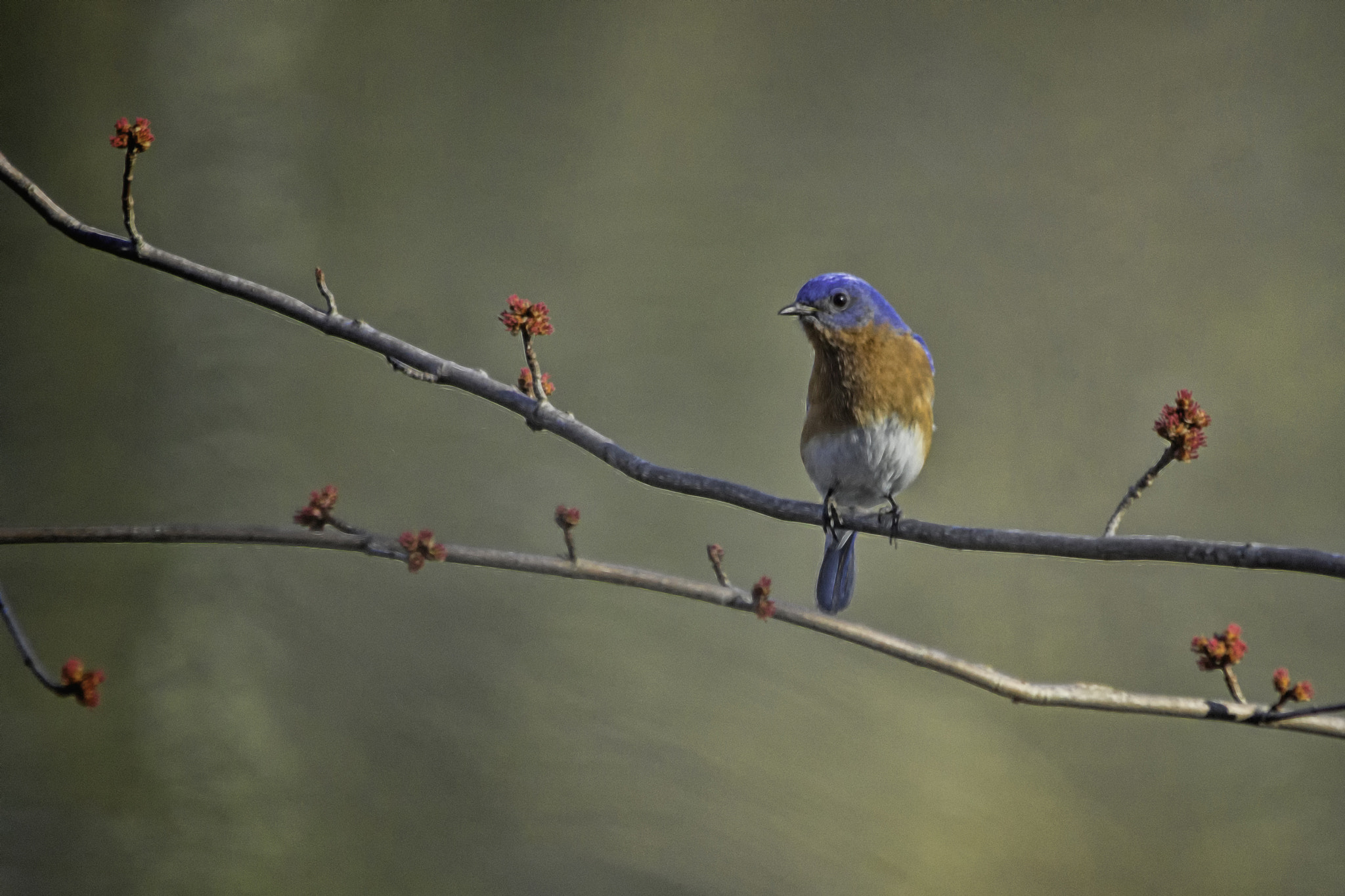 Sony SLT-A65 (SLT-A65V) sample photo. Budding blue photography