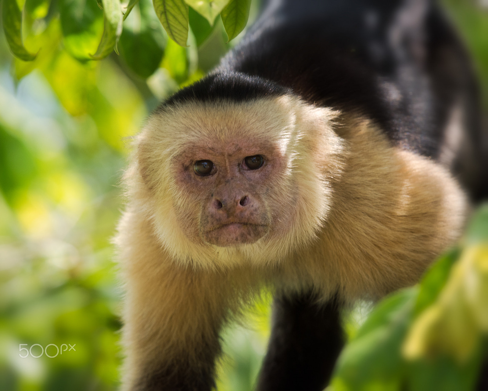 Nikon Nikkor AF-S 300mm F4E PF ED VR sample photo. White face monkey photography