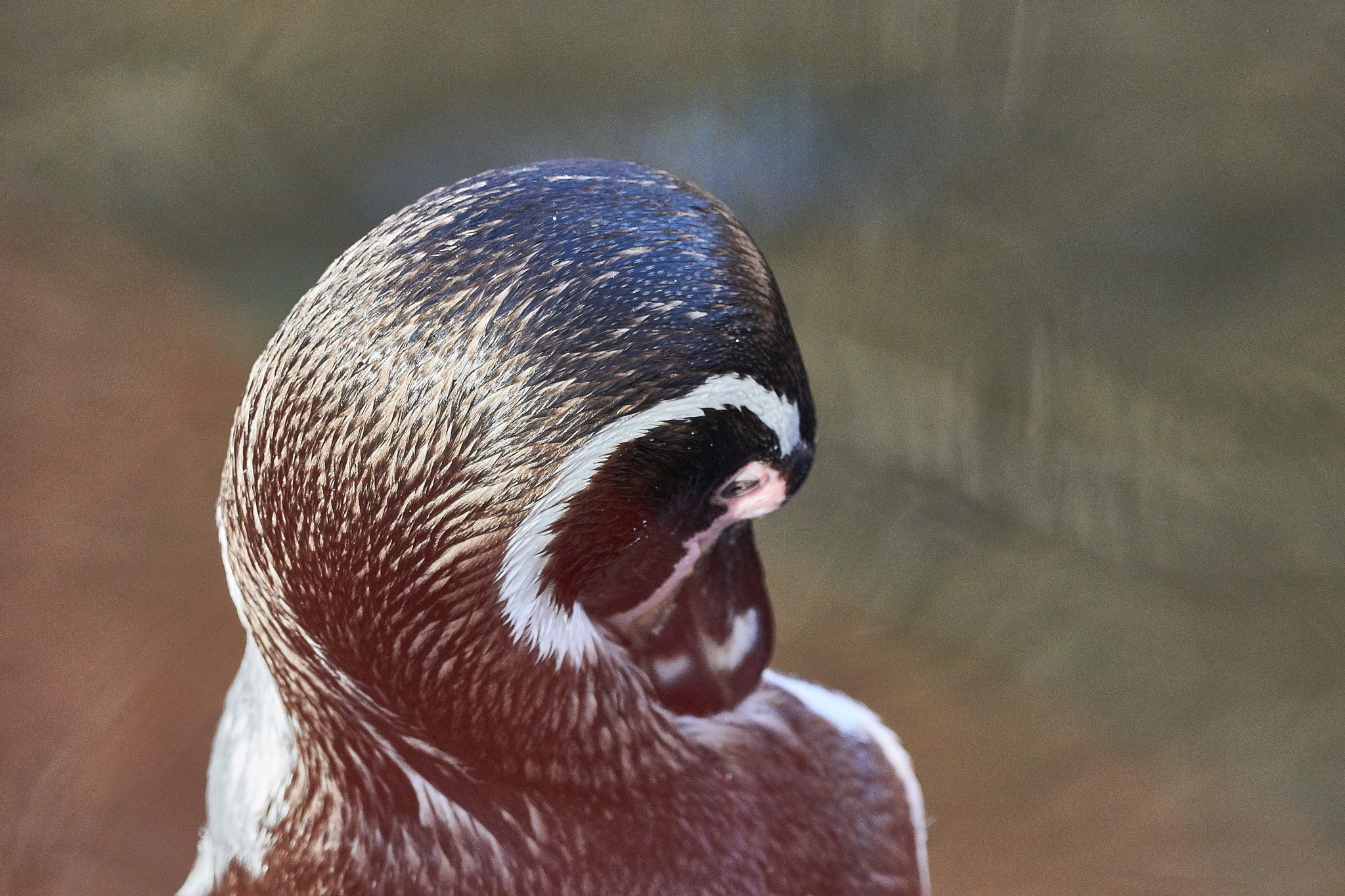 150-600mm F5-6.3 DG OS HSM | Contemporary 015 sample photo. Vintage penguin photography