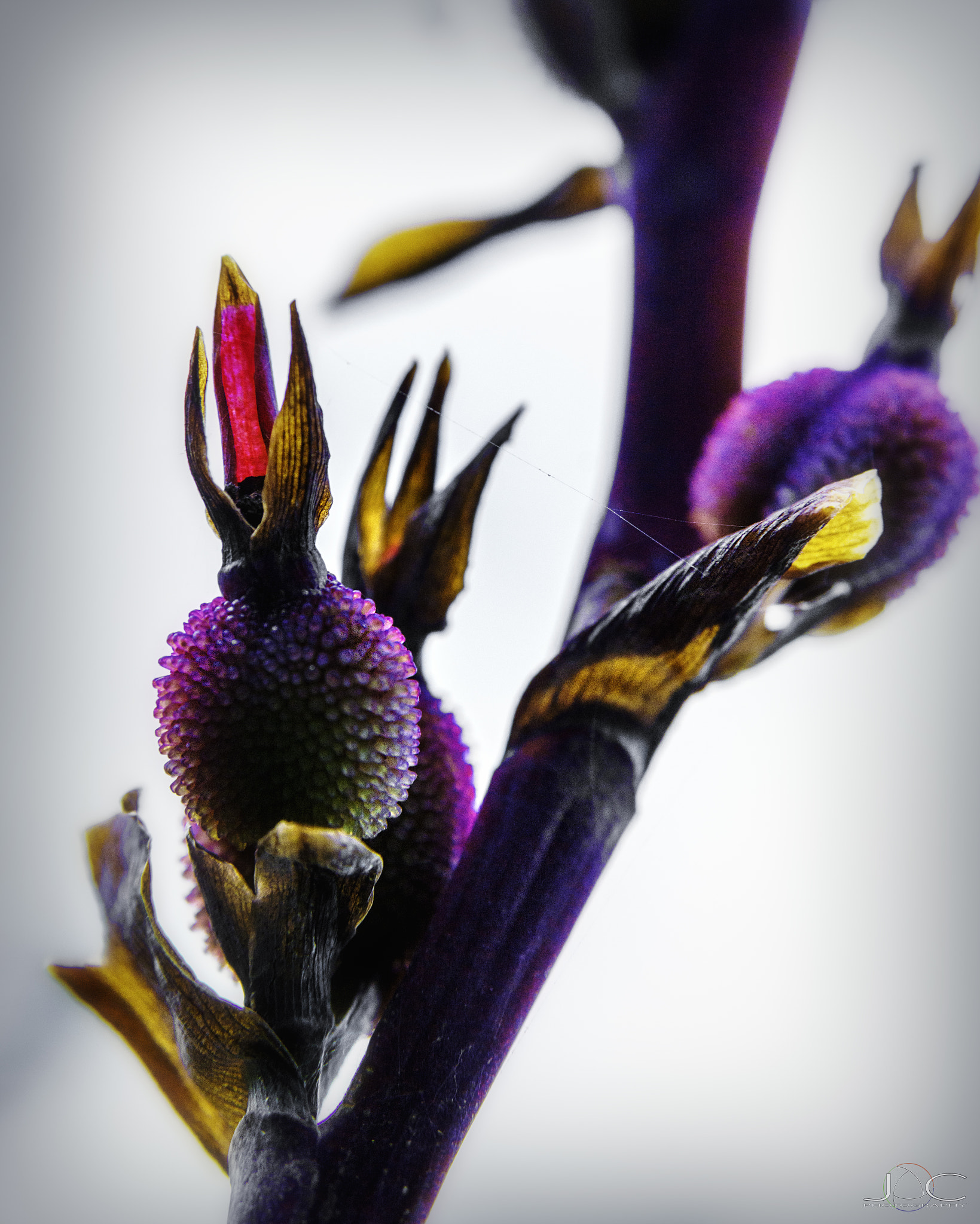 Nikon AF Nikkor 24-85mm F2.8-4D IF sample photo. Silvestre 1 photography