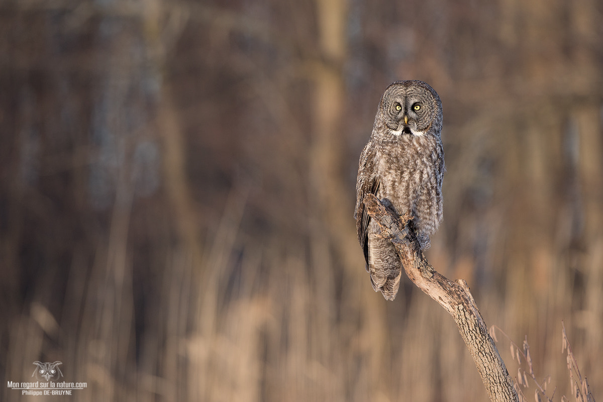 Canon EOS-1D X + Canon EF 500mm F4L IS USM sample photo. Owl sunset !! photography
