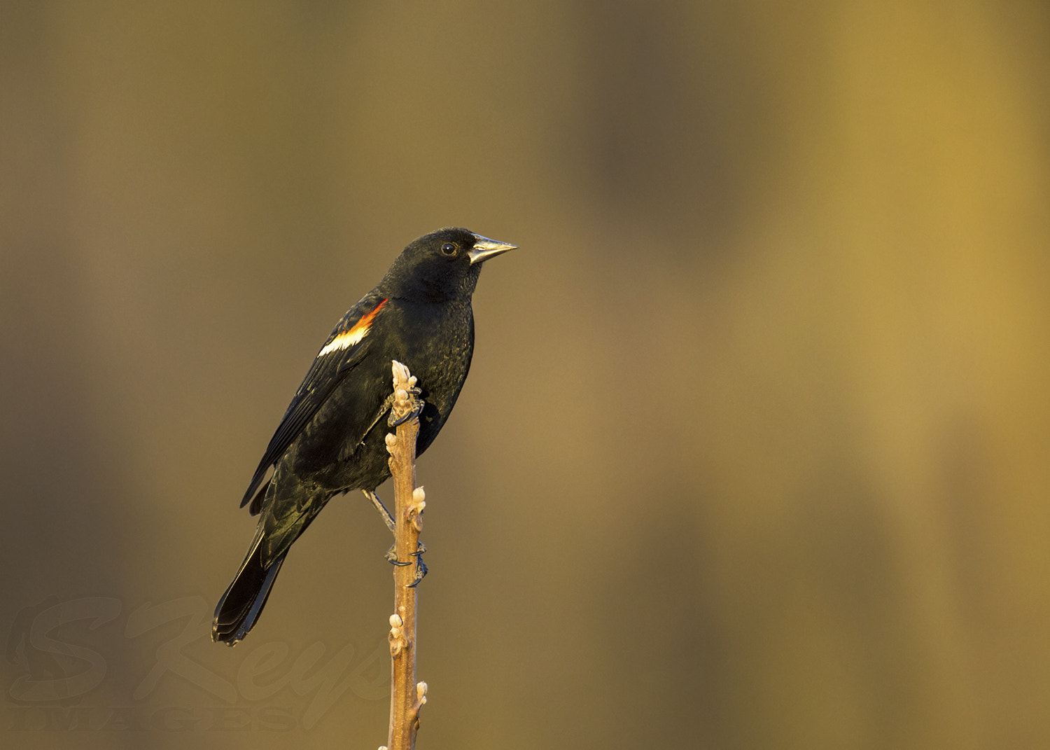 Nikon AF-S Nikkor 500mm F4G ED VR sample photo. Last drop of light photography