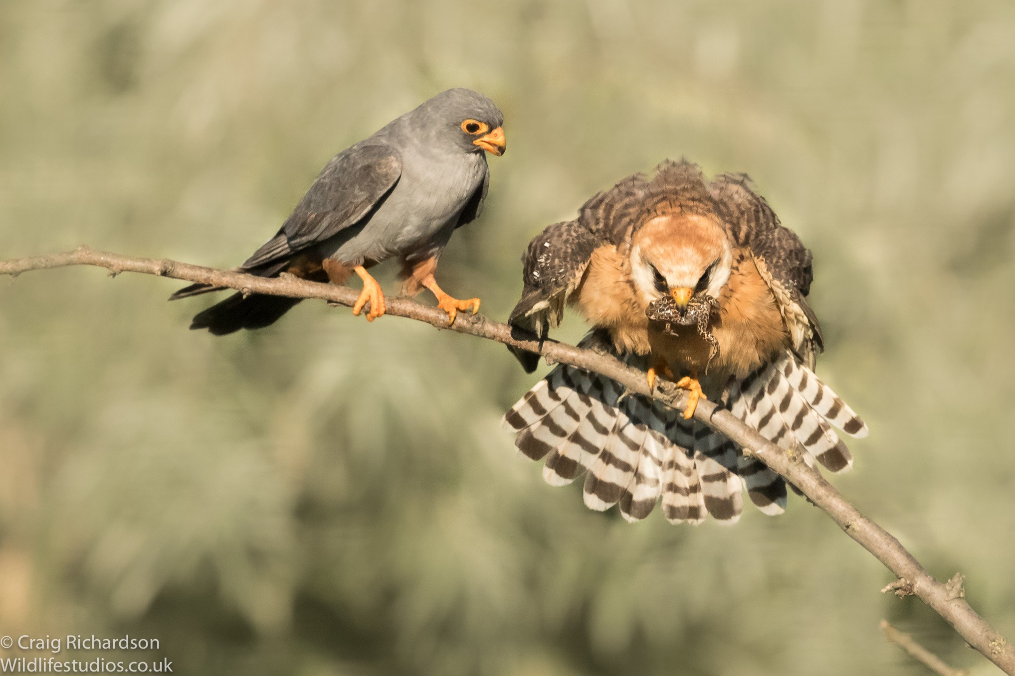 Canon EOS-1D X Mark II + Canon EF 600mm F4L IS II USM sample photo