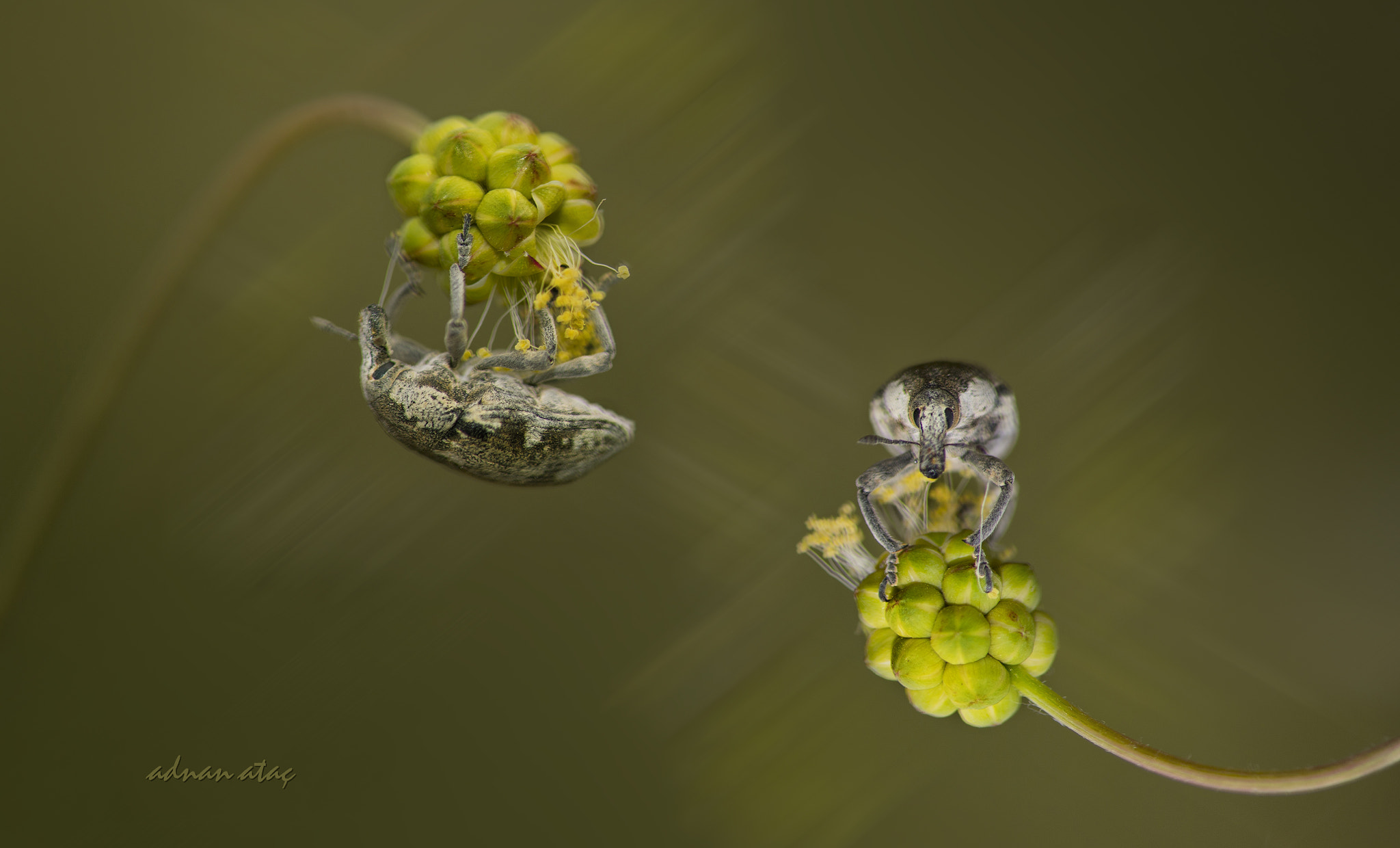 Nikon AF-S Micro-Nikkor 105mm F2.8G IF-ED VR sample photo. Buğday biti - lixus angustatus photography