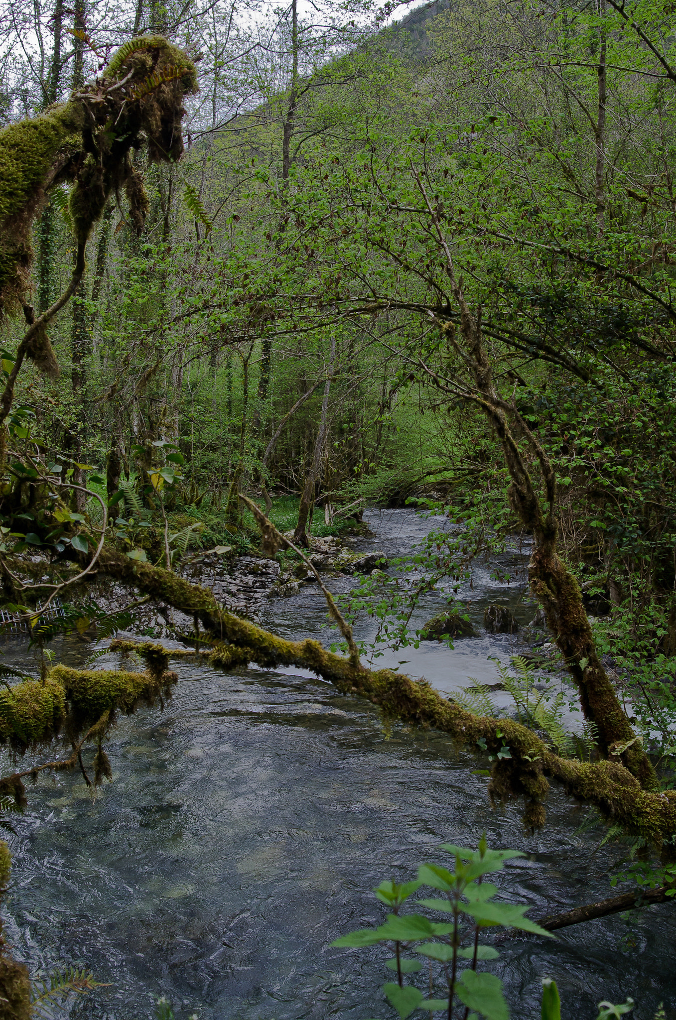 AF Zoom-Nikkor 24-50mm f/3.3-4.5 sample photo. Fairy tale forrest photography