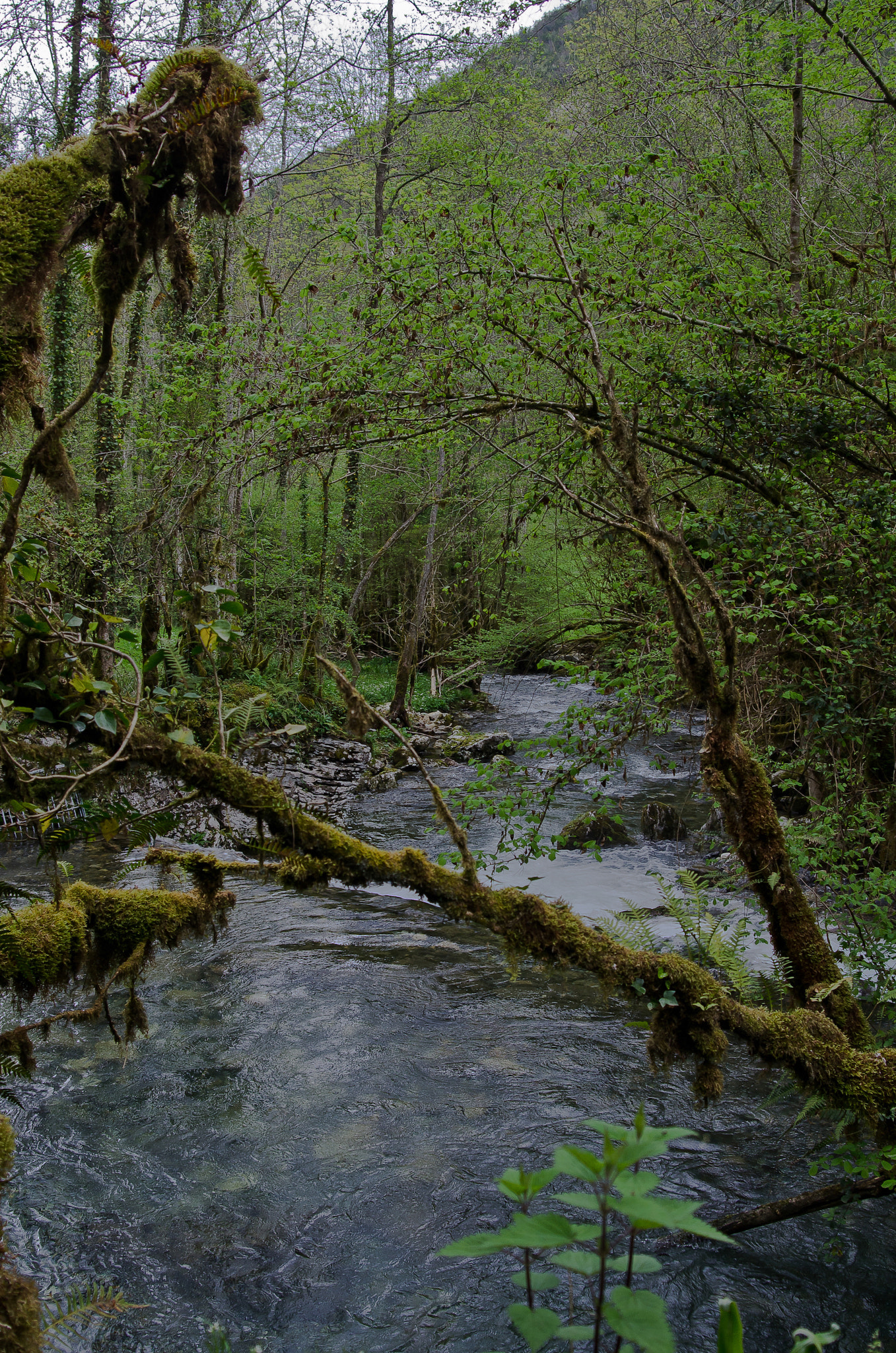 Nikon D7000 + AF Zoom-Nikkor 24-50mm f/3.3-4.5 sample photo. Fairy tale forrest photography