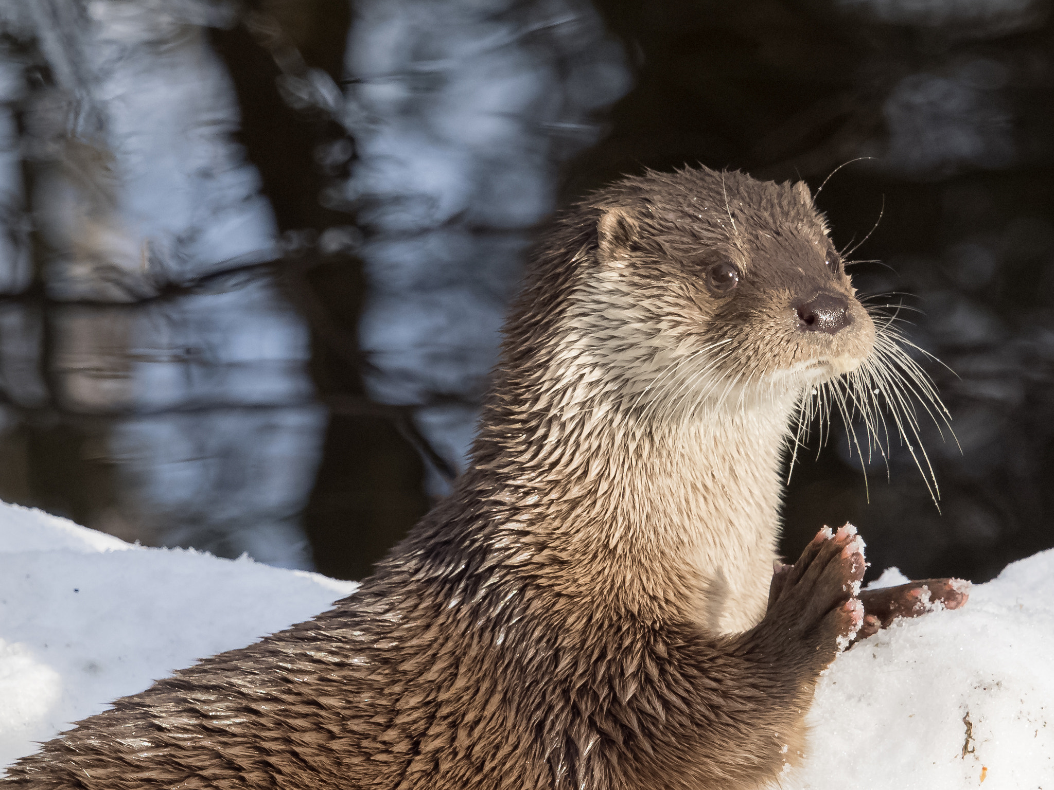 Olympus OM-D E-M1 + Olympus M.Zuiko Digital ED 40-150mm F2.8 Pro sample photo. Playful otter photography