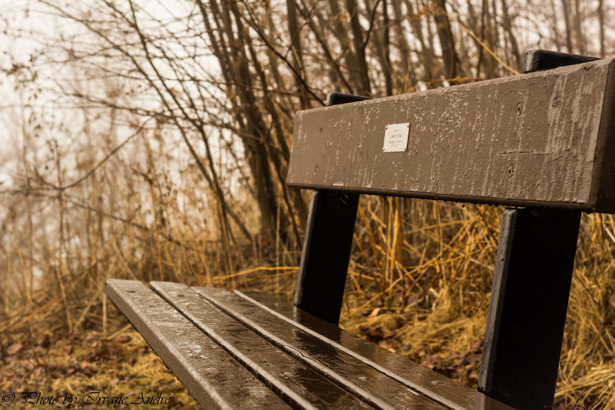 Canon EF 50mm F1.8 II sample photo. At the park photography