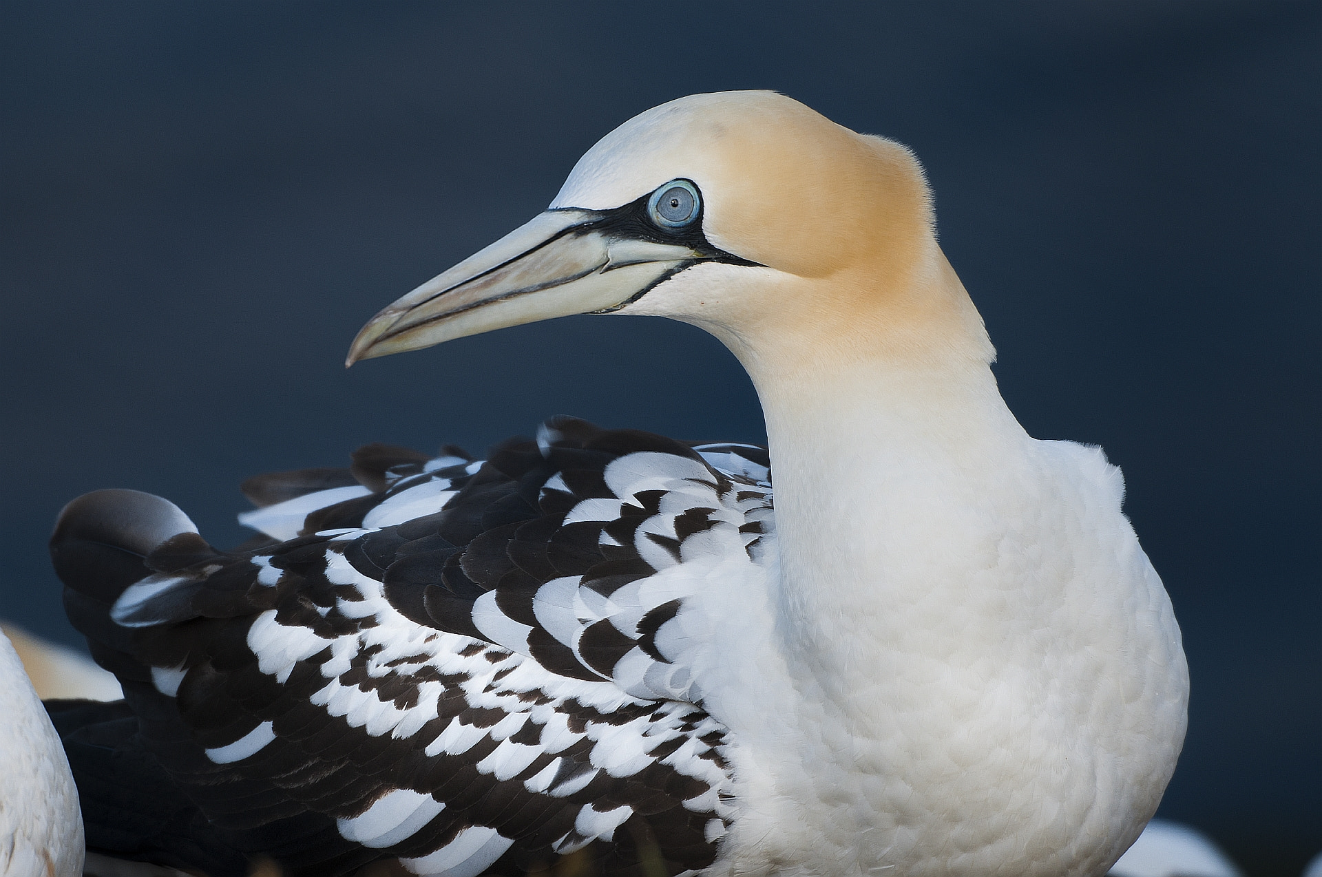 Sigma 50-500mm F4.5-6.3 DG OS HSM sample photo. ... posing gannet (6) ... photography
