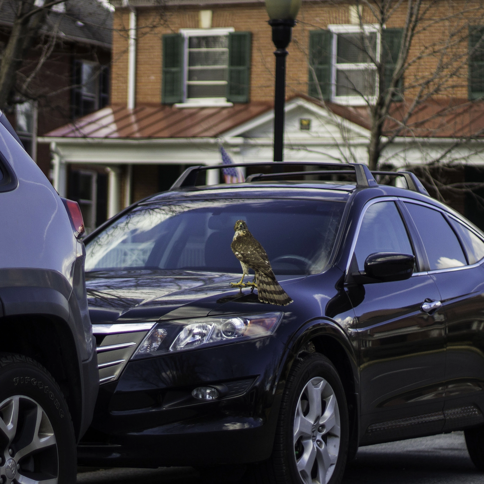 Canon EF 50mm F1.8 II sample photo. Cityhawk photography