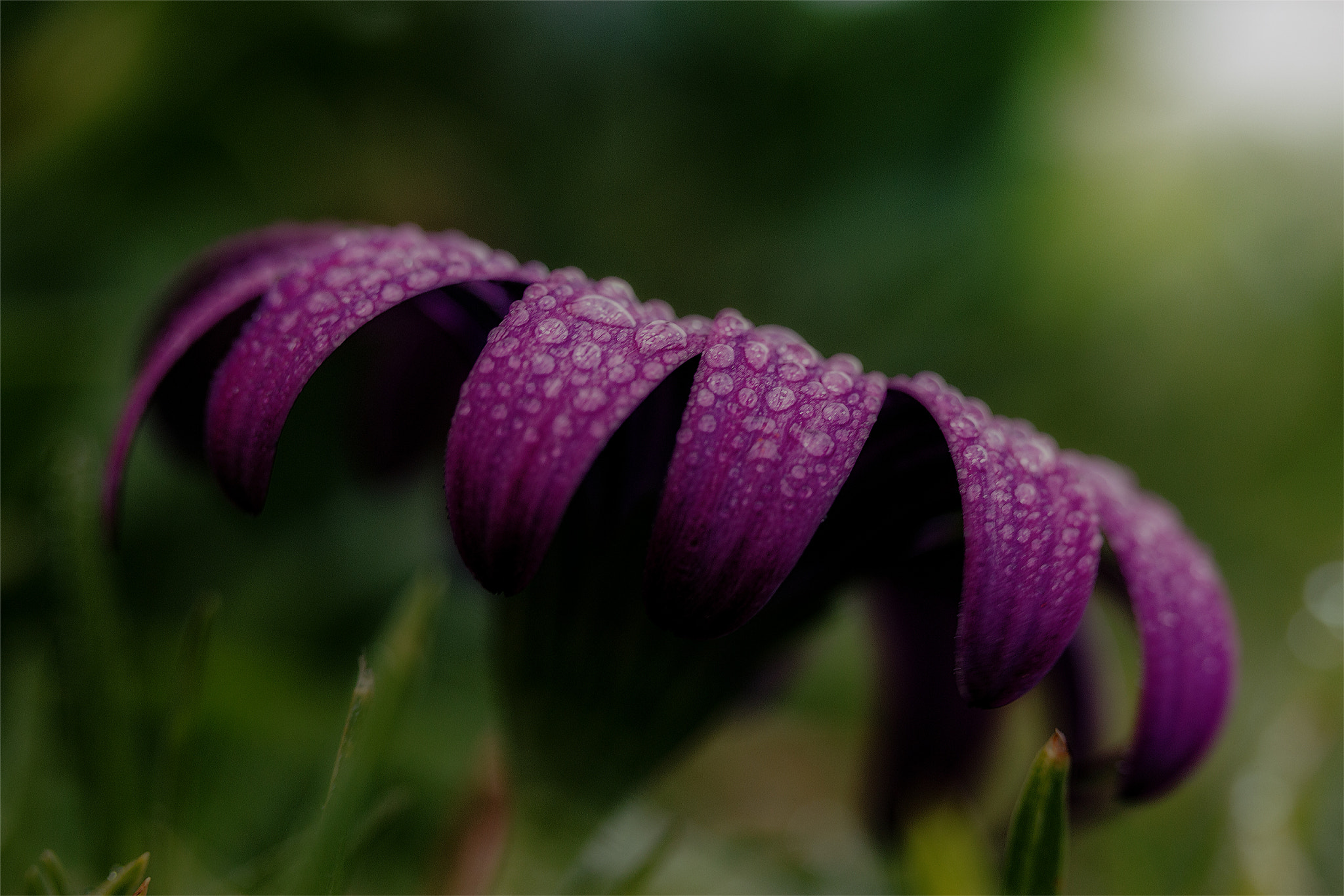 Canon EF-S 60mm F2.8 Macro USM sample photo. Last light photography