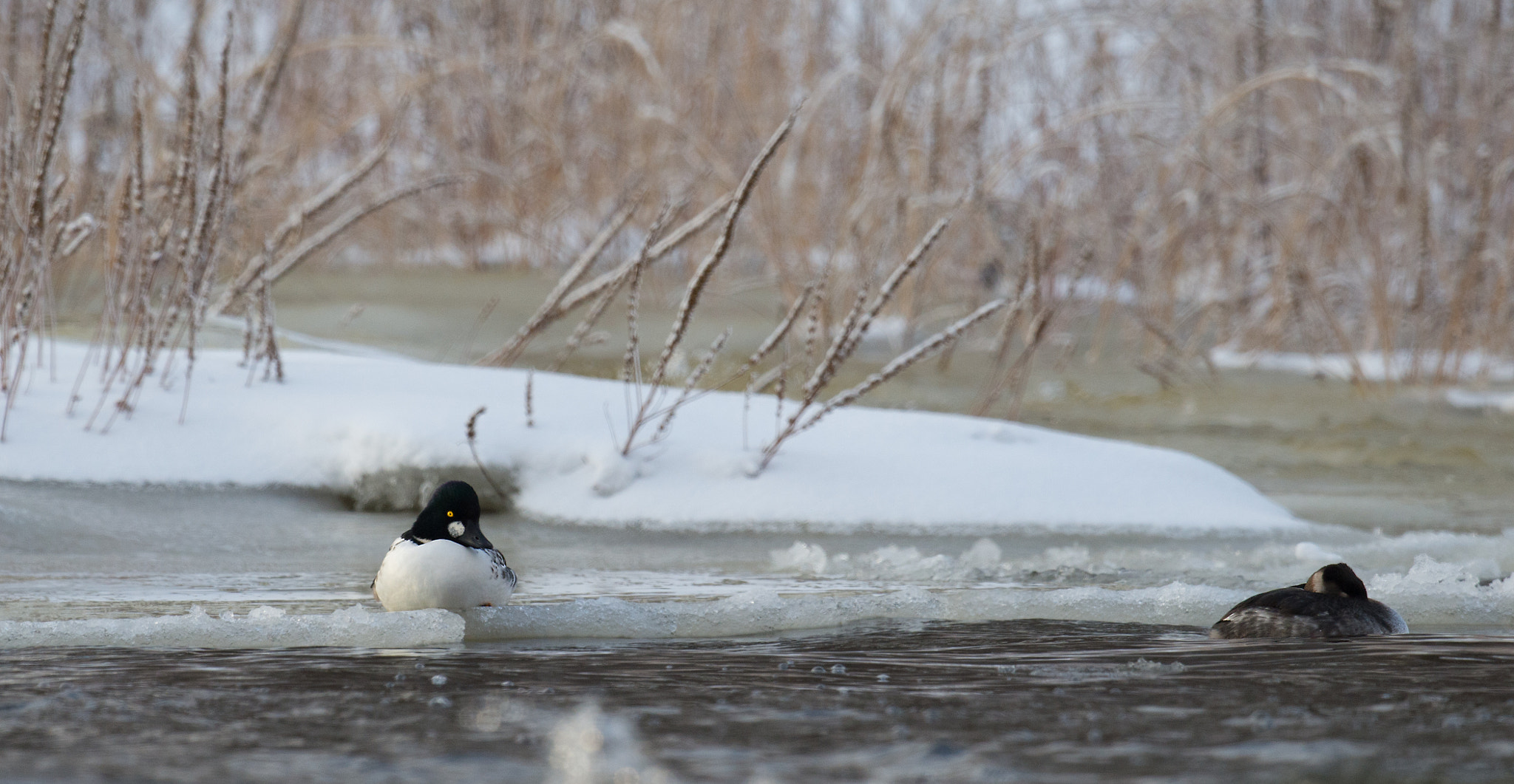 Nikon AF-S Nikkor 800mm F5.6E FL ED VR sample photo. Garrot a oeil d'or, bucephala clangula, common goldeneye photography