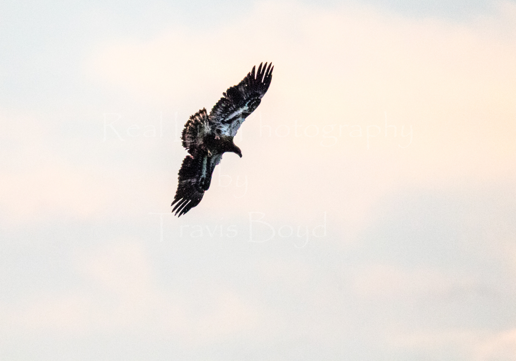 150-600mm F5-6.3 DG OS HSM | Sports 014 sample photo. Juvenile colors photography