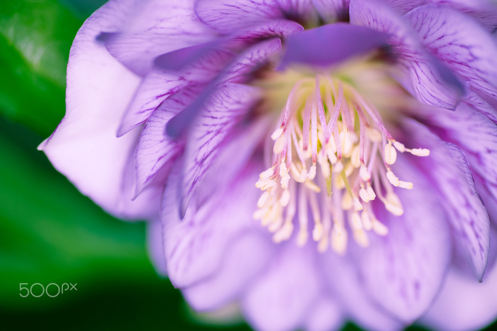 Nikon Df sample photo. Mysterious color photography