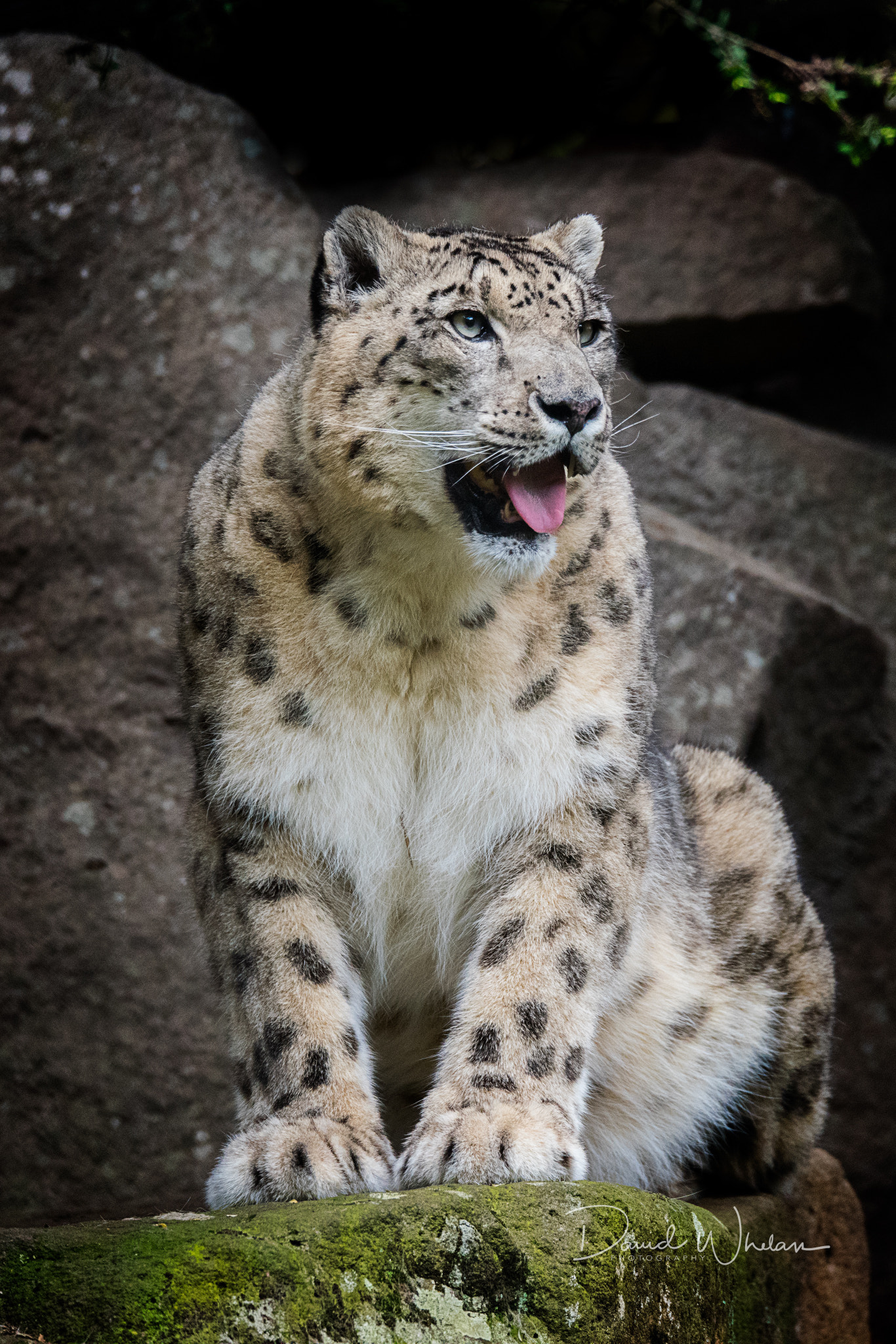 Sigma 150-600mm F5-6.3 DG OS HSM | S sample photo. Leon photography