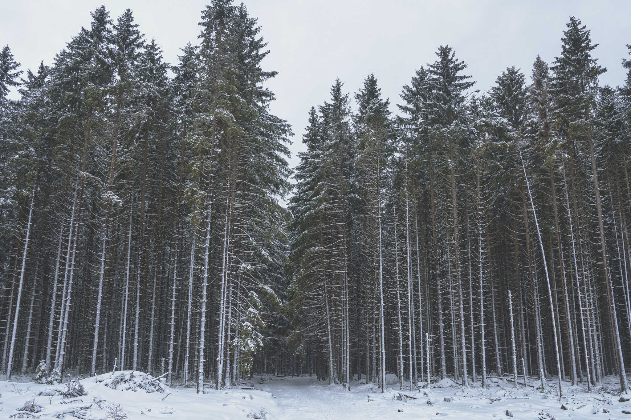 Nikon D500 sample photo. Straight through the forest  photography