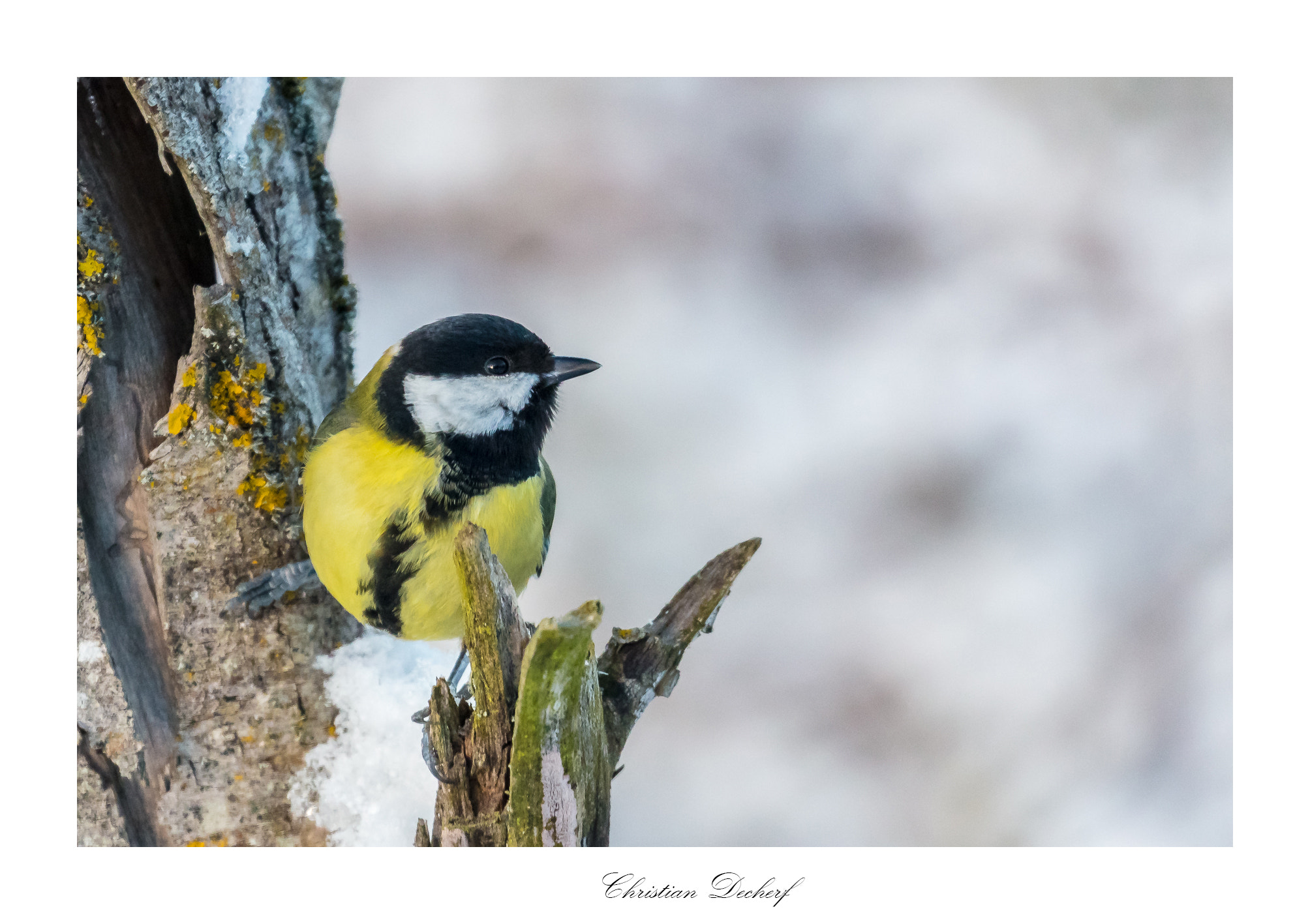 Canon EOS 5DS R sample photo. Mésange charbonnière aux affuts de rives en isère. photography