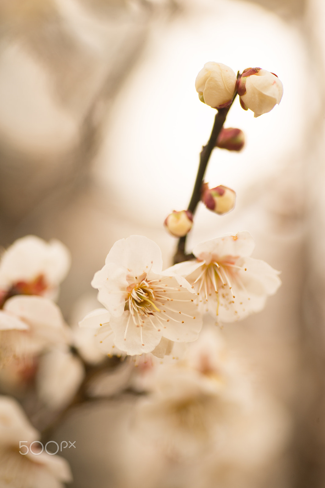 Nikon Df sample photo. Early spring photography