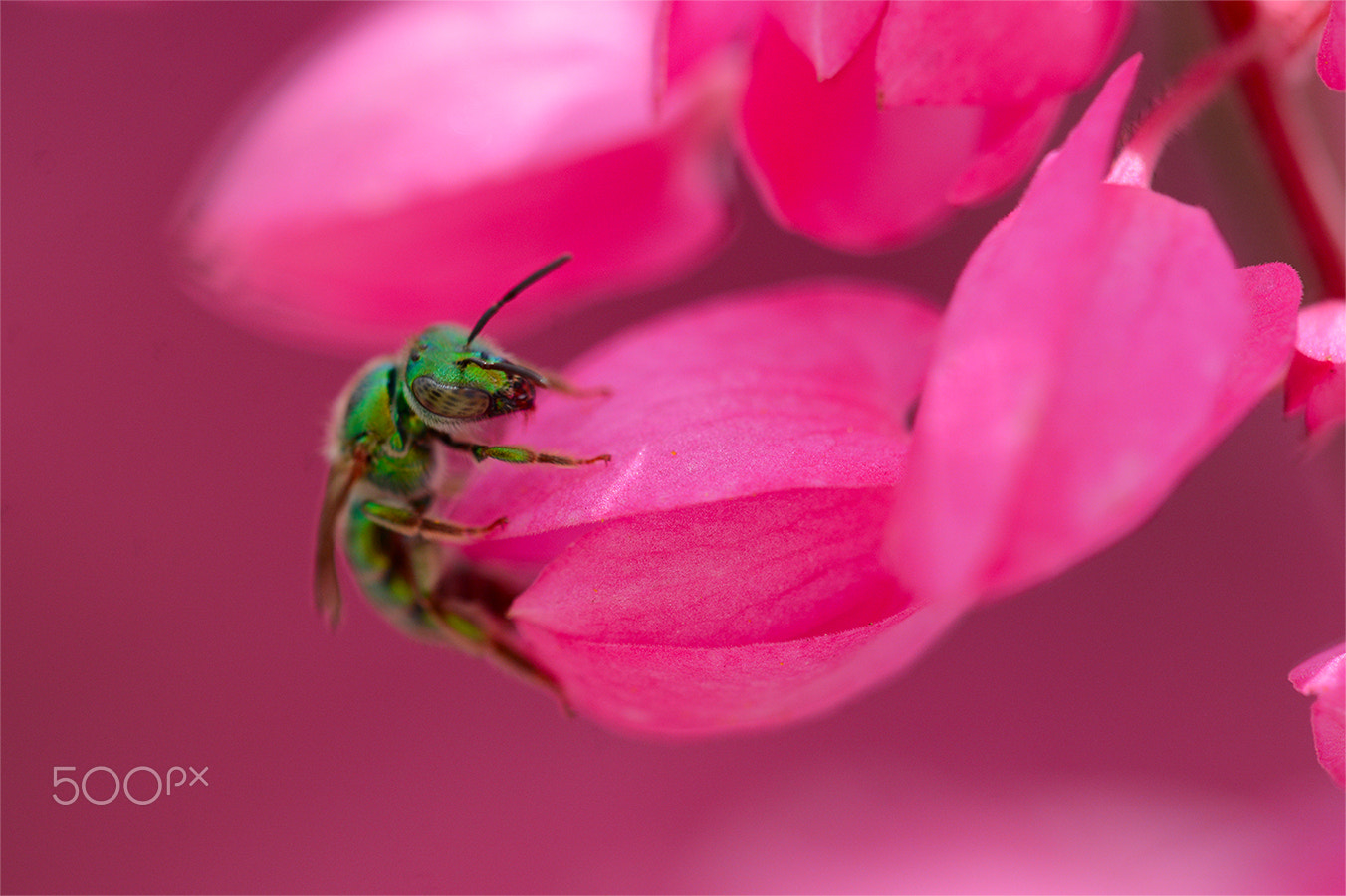Nikon D7100 + Sigma 150mm F2.8 EX DG Macro HSM sample photo. Green bee in love pink gras photography