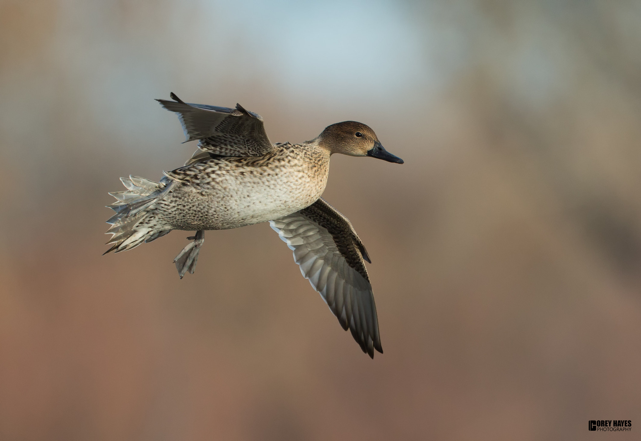 Canon EOS-1D X + Canon EF 500mm F4L IS USM sample photo. Female pintail photography