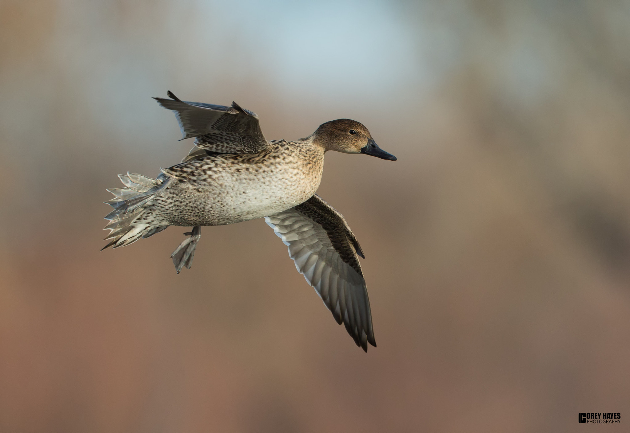 Canon EF 500mm F4L IS USM sample photo. Female pintail photography