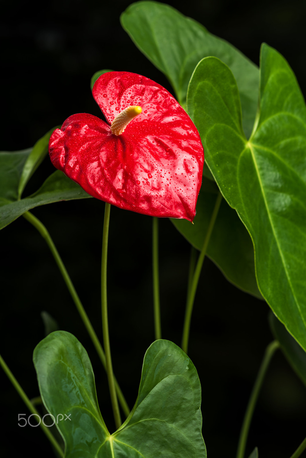 AF DC-Nikkor 135mm f/2 sample photo. Anthurium photography