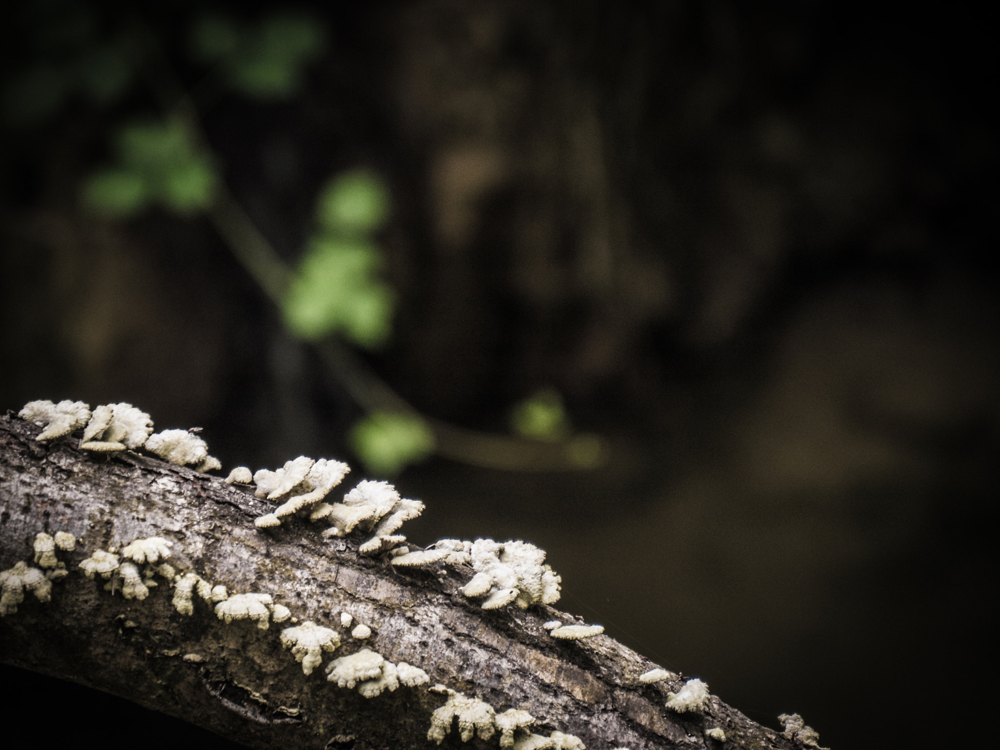 Panasonic Lumix DMC-G6 sample photo. Mushroom on the trunk photography