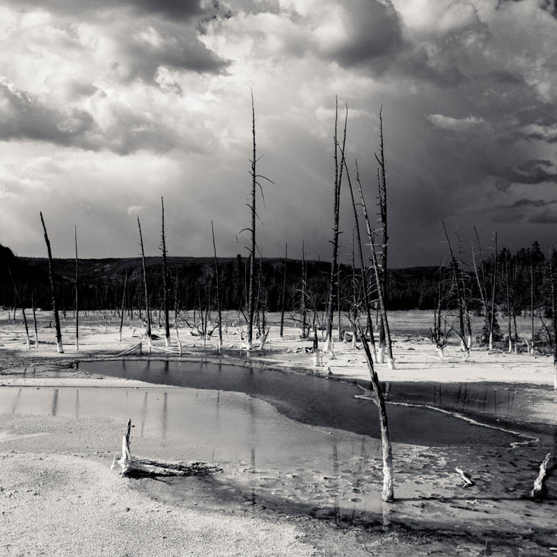 Nikon D700 sample photo. Dead forest photography