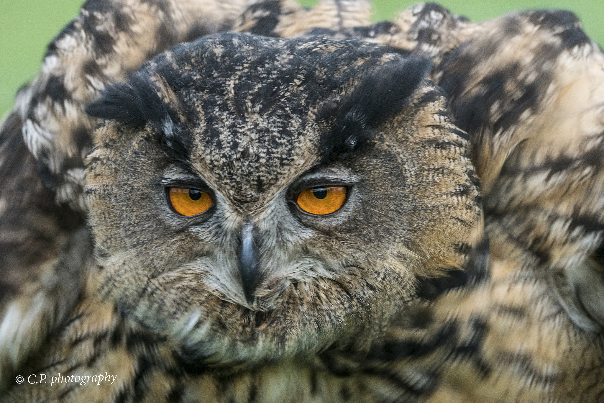 Sony a7R II + Sony 70-400mm F4-5.6 G SSM sample photo. Eagle owl photography