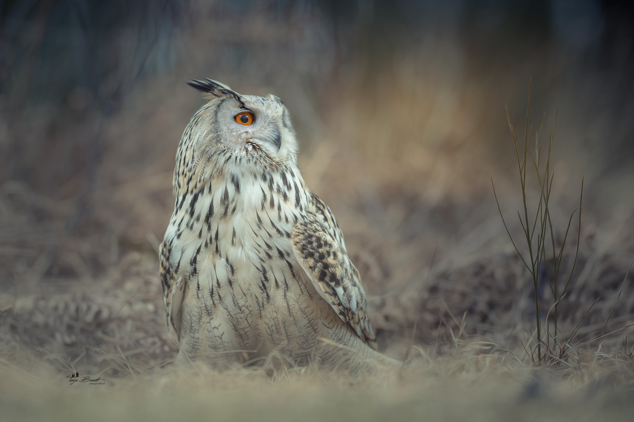 Nikon AF-S Nikkor 300mm F2.8G ED VR II sample photo. Beauty photography