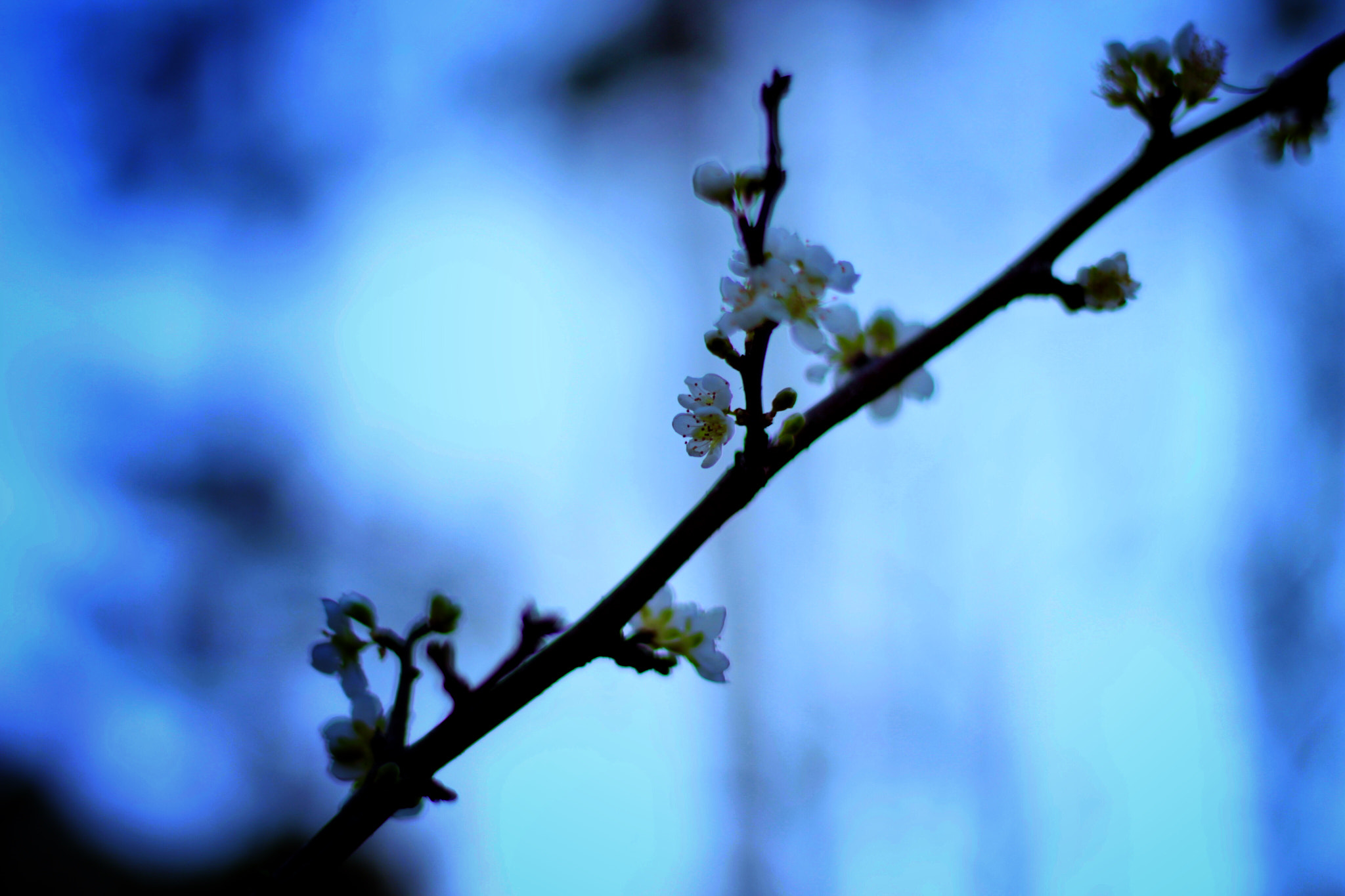 Canon EOS 100D (EOS Rebel SL1 / EOS Kiss X7) sample photo. Plum branch photography