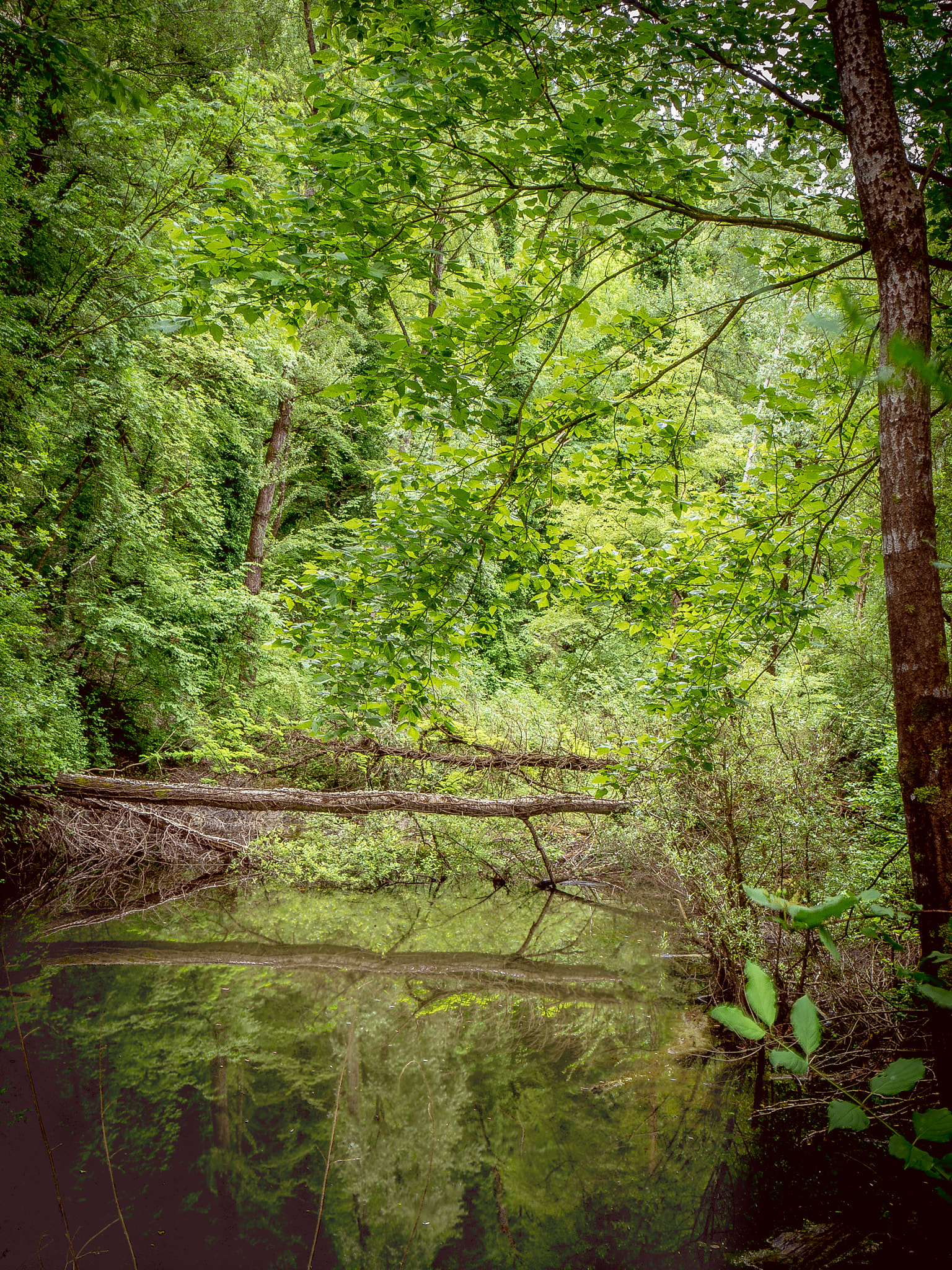 Panasonic Lumix DMC-G6 sample photo. Little lake photography