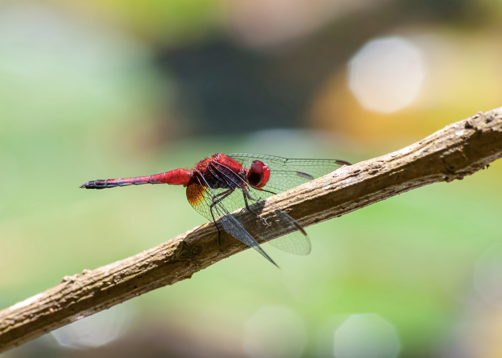 Nikon D300 sample photo. Red dragonlets (erythrodiplax fusca) in botanical garden of são paulo brazil photography