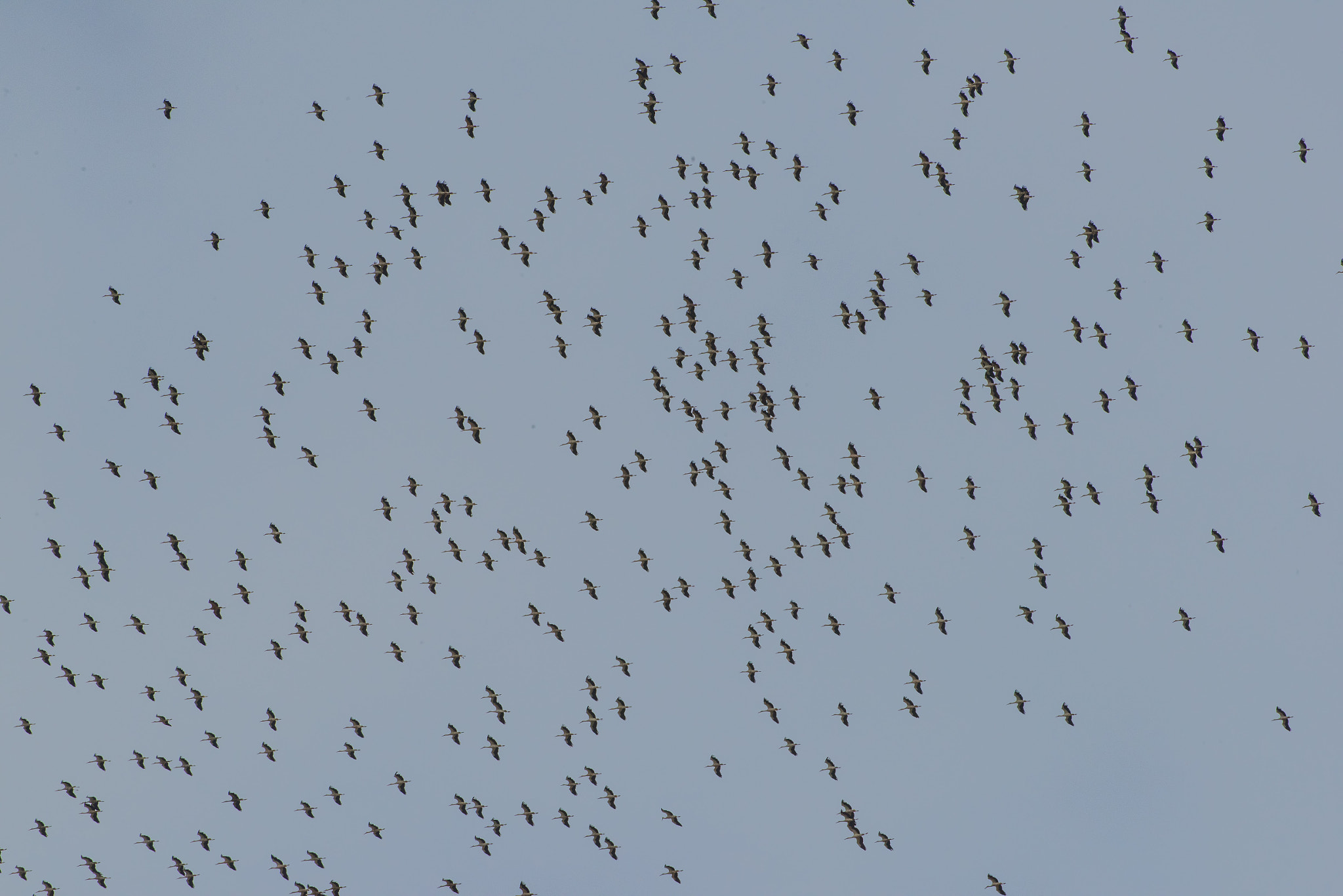 Nikon D810 sample photo. White stork ciconia ciconia cigüeña blanca photography