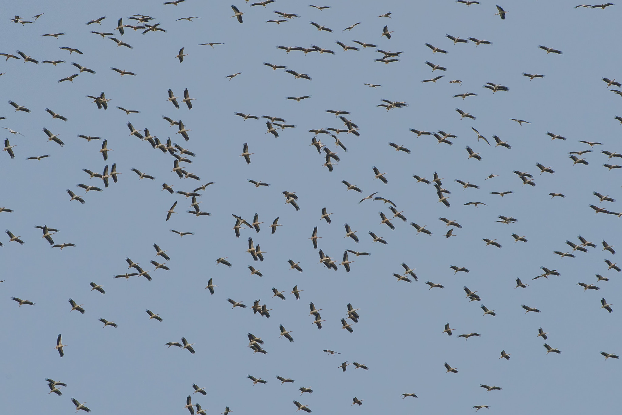 Nikon D810 sample photo. White stork ciconia ciconia cigüeña blanca photography