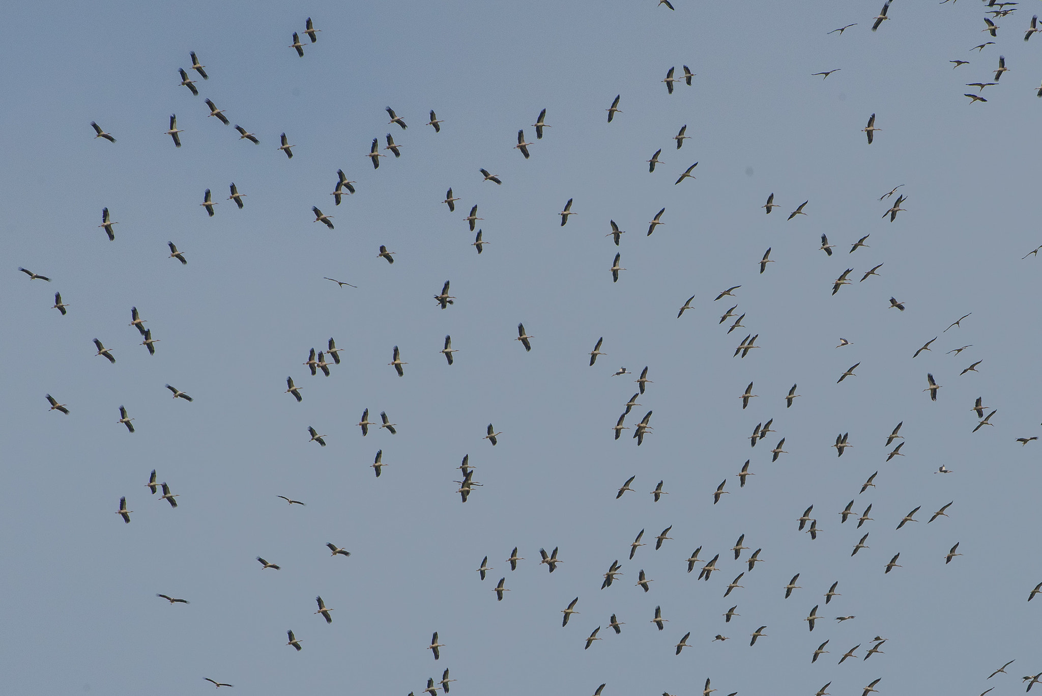 Nikon D810 sample photo. White stork ciconia ciconia cigüeña blanca photography