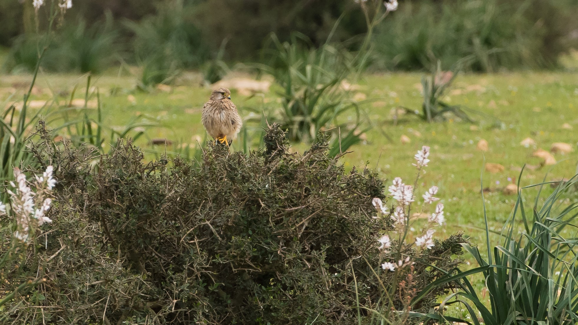 Nikon D810 sample photo. Eurasian kestrel falco tinnunculus cernicalo vulgar photography