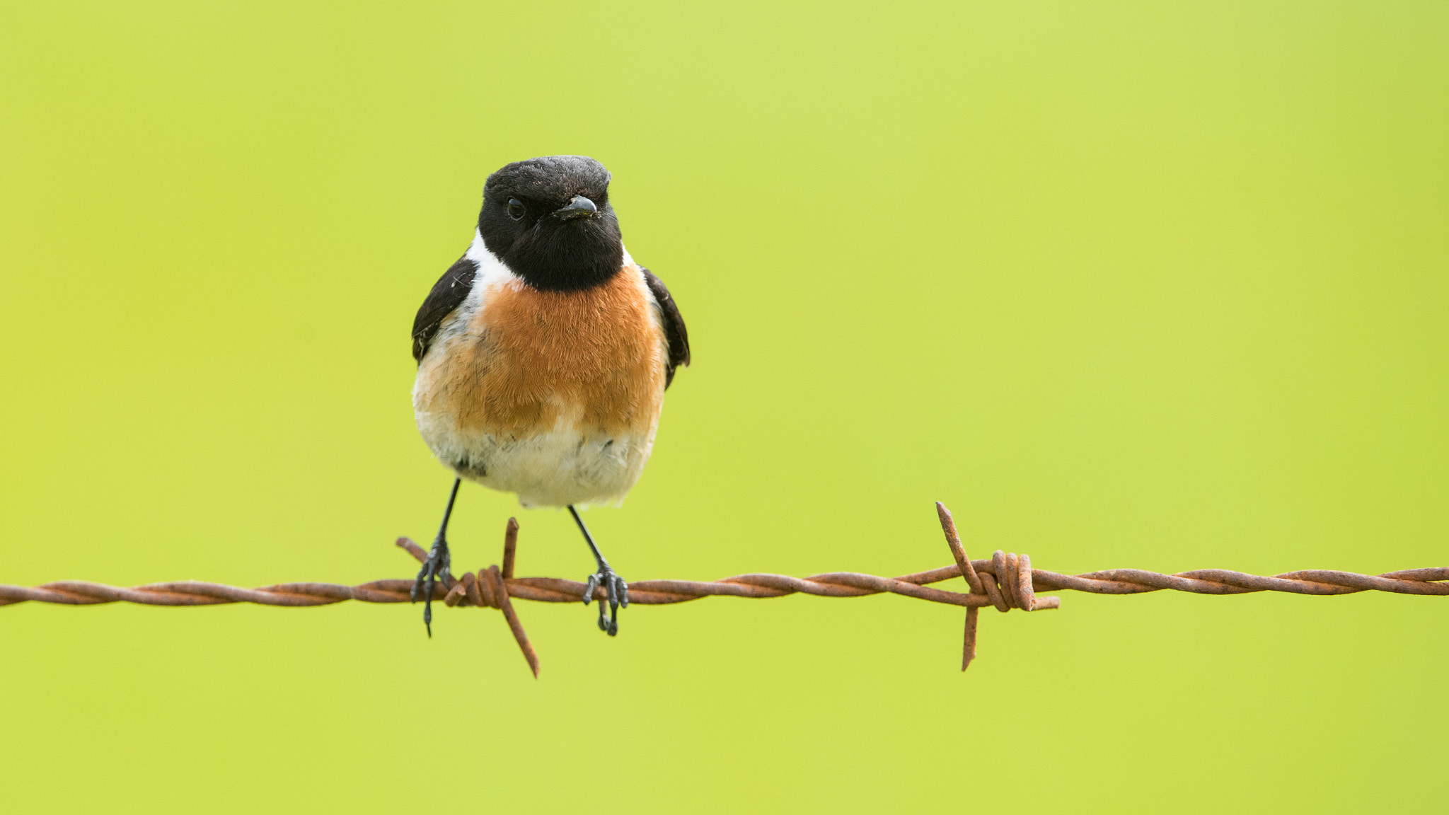 Nikon D810 sample photo. Stonechat saxicola rubicola tarabilla comun photography