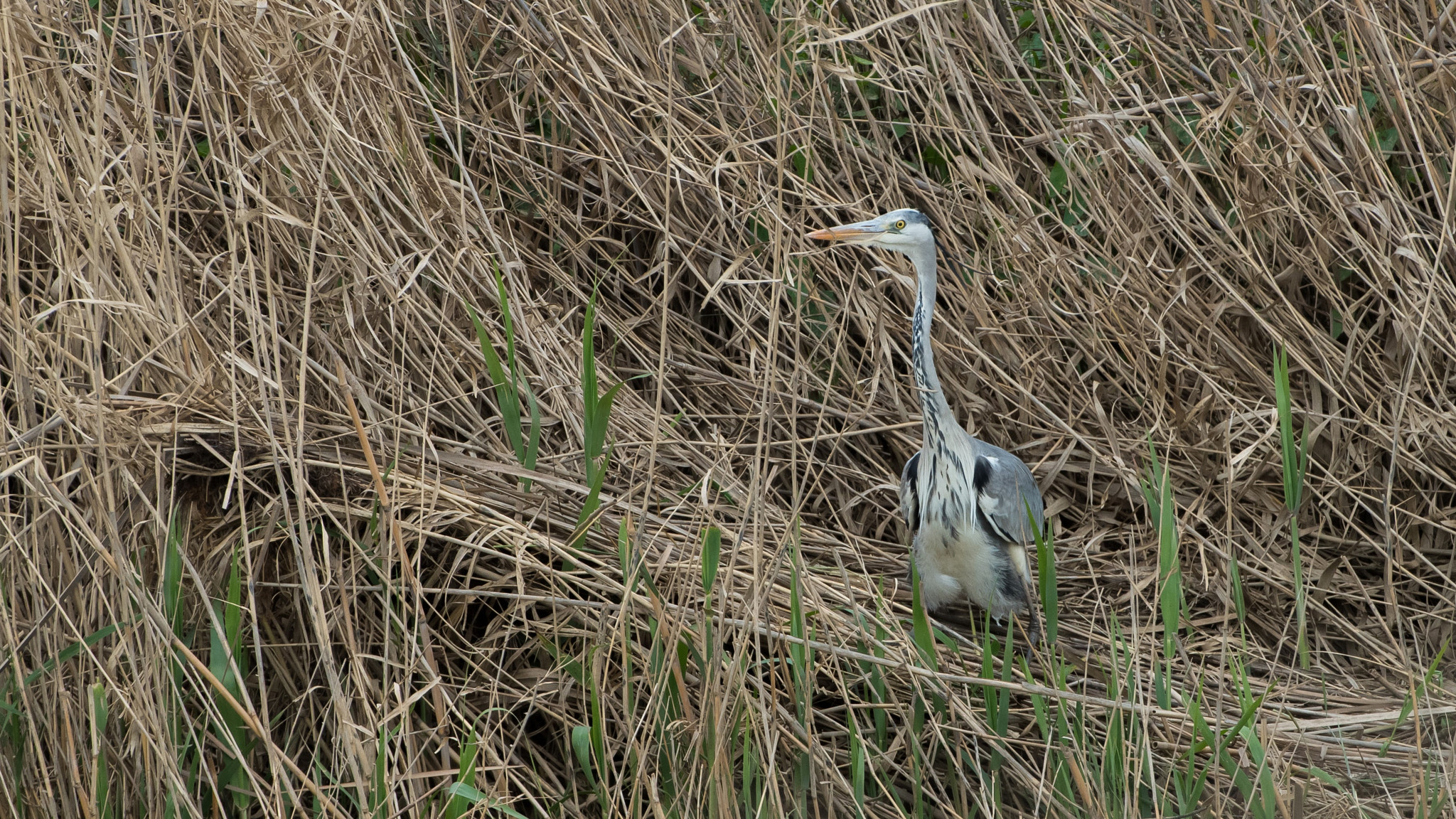 Nikon D810 sample photo. _8104886.jpg photography